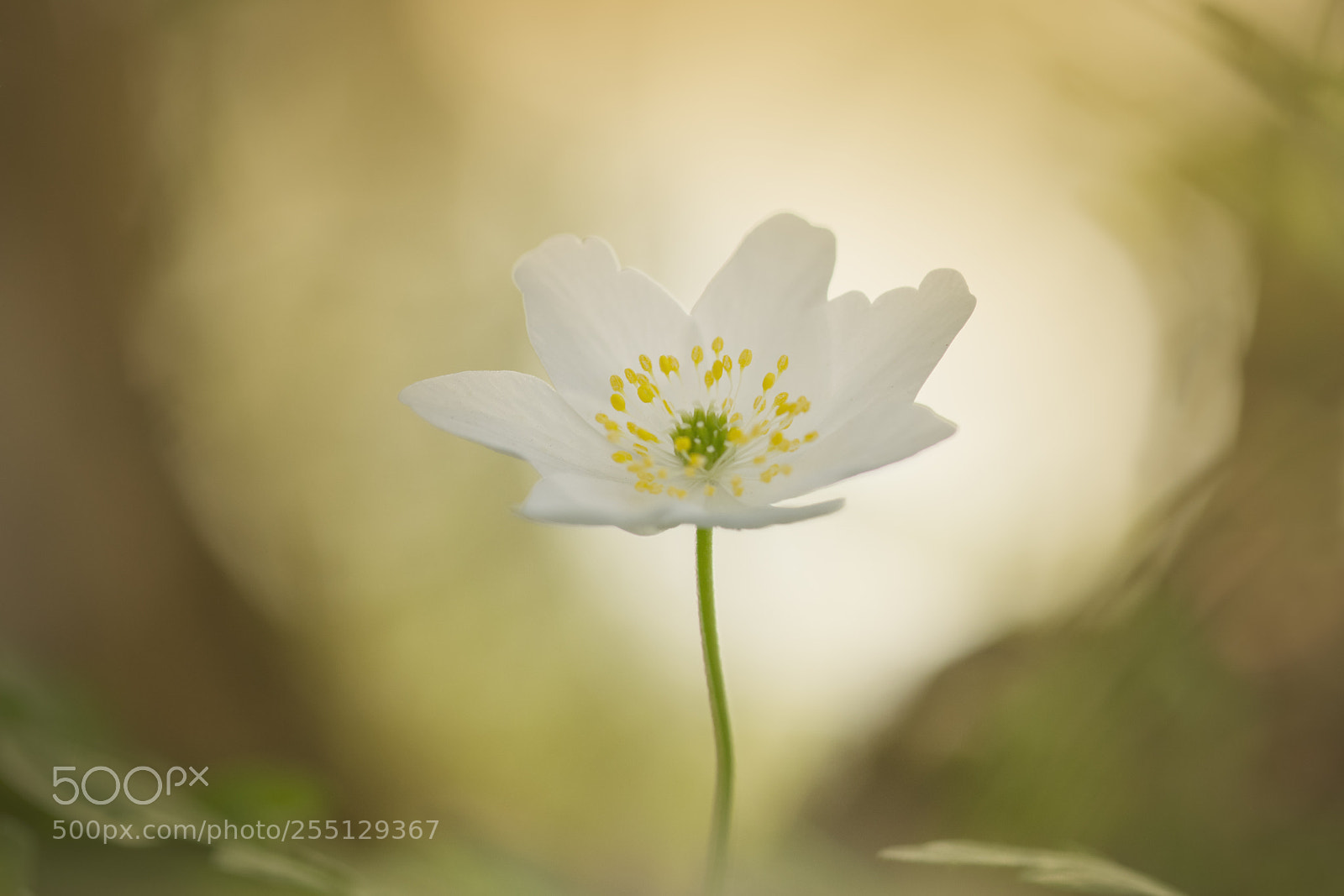 Nikon D5300 sample photo. Anemone photography