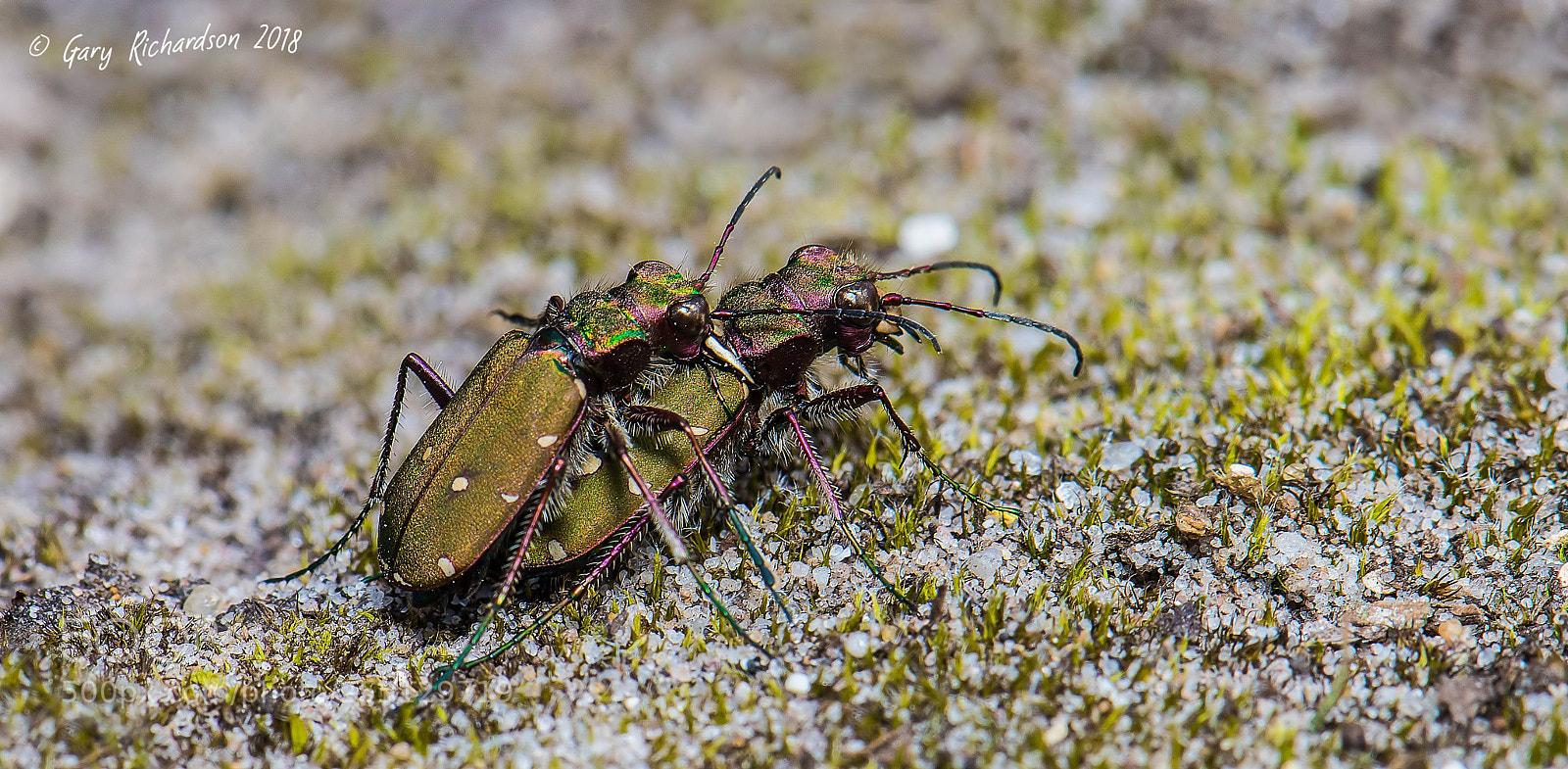 Nikon D810 sample photo. Cicindela campestris green tiger photography