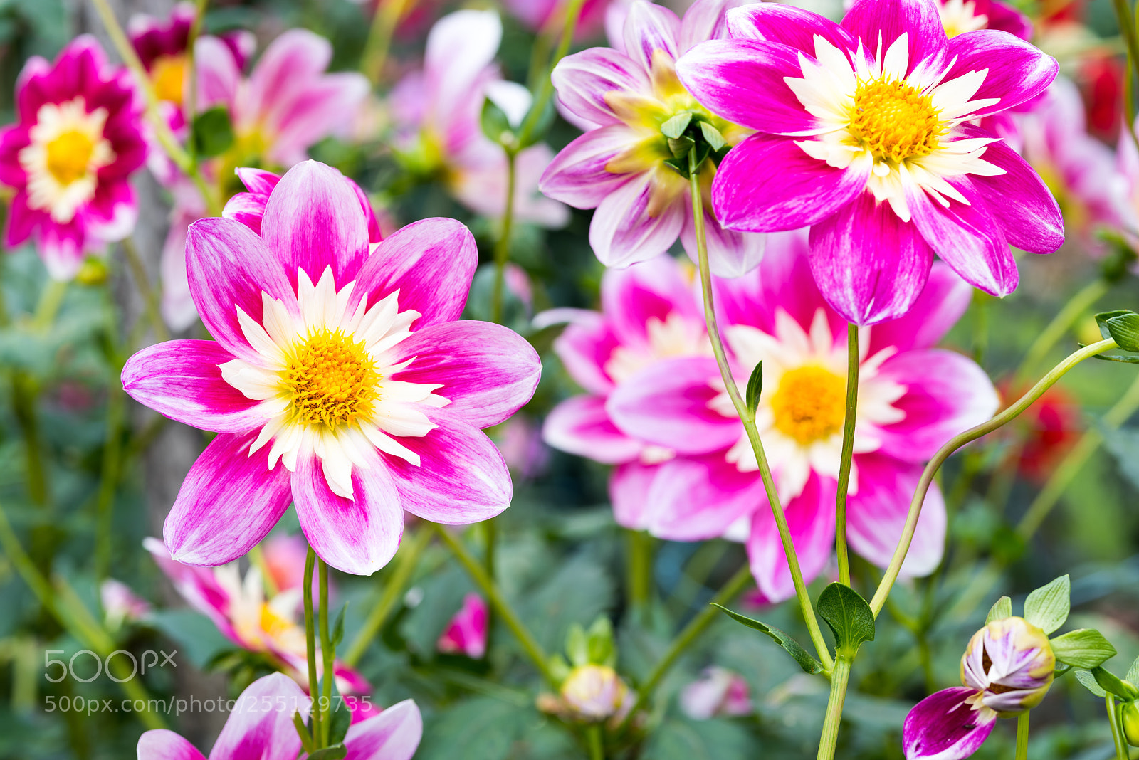 Nikon D810 sample photo. Pink riot photography