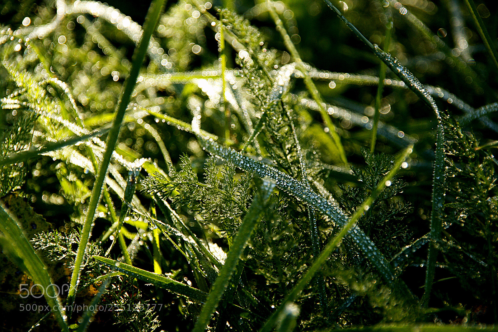 Canon EOS 1000D (EOS Digital Rebel XS / EOS Kiss F) sample photo. Green photography