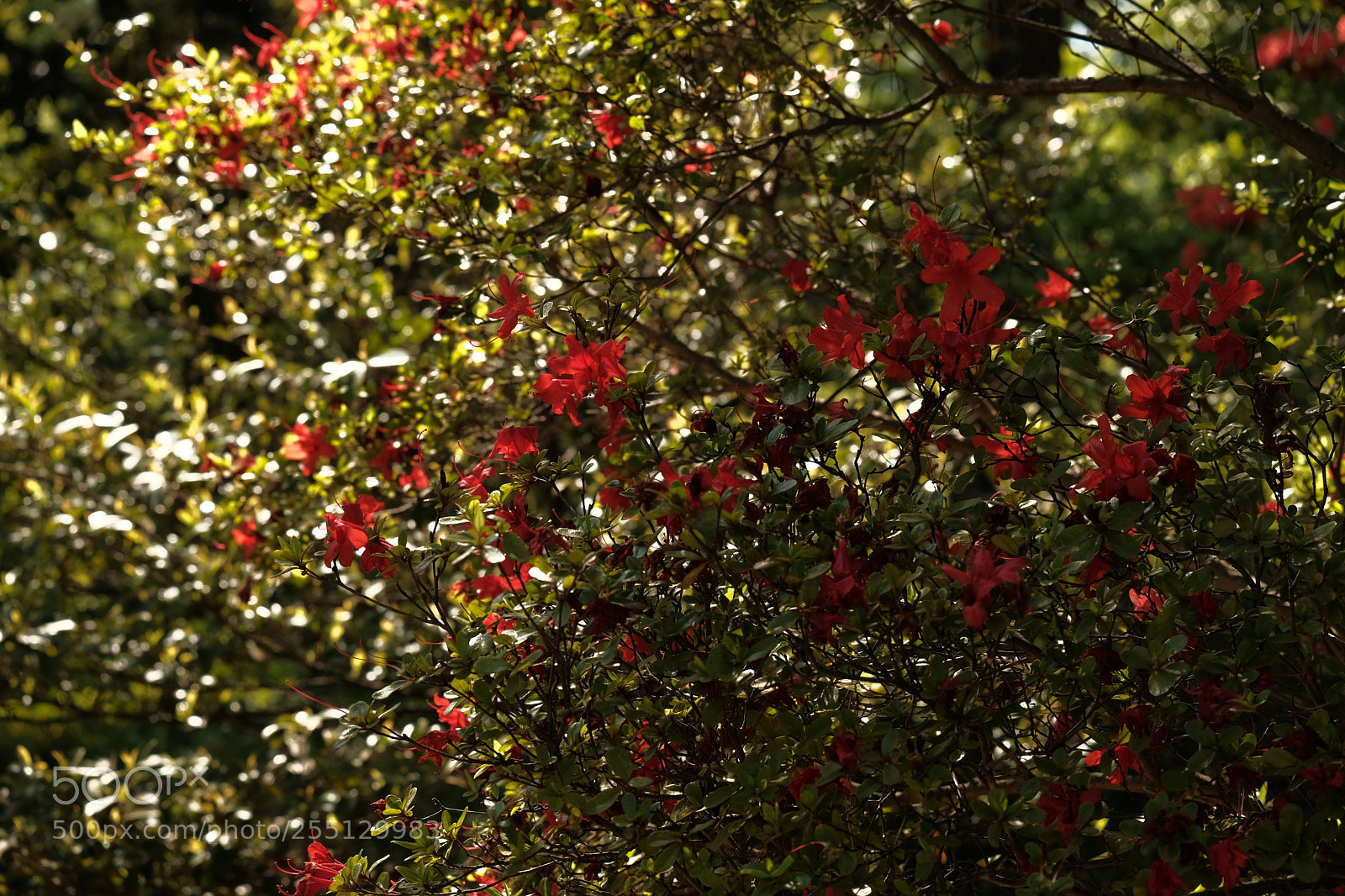 Fujifilm X-T2 sample photo. Tutuji photography