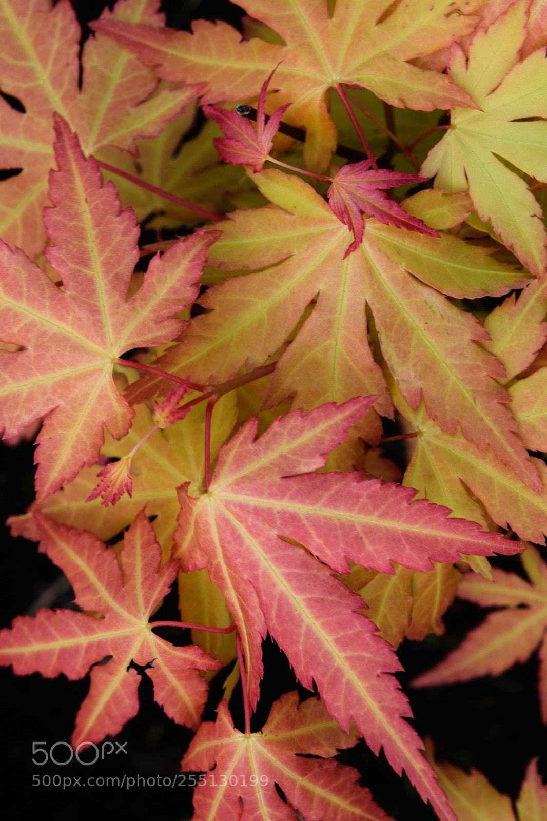 Nikon D5300 sample photo. Aced photography