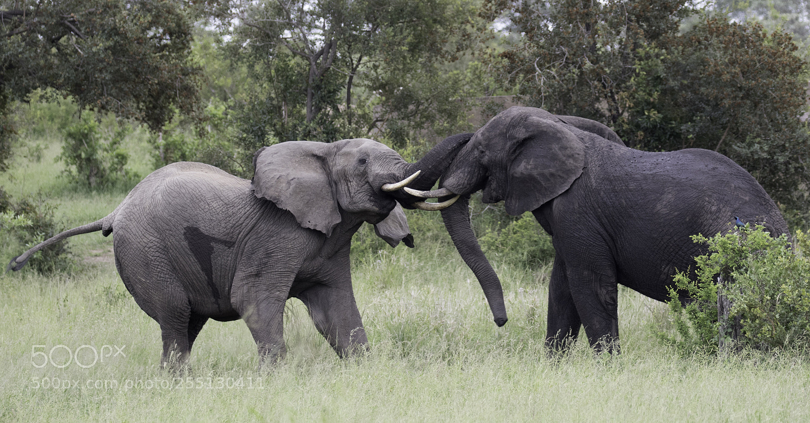 Canon EOS 7D Mark II sample photo. Elephant battle photography