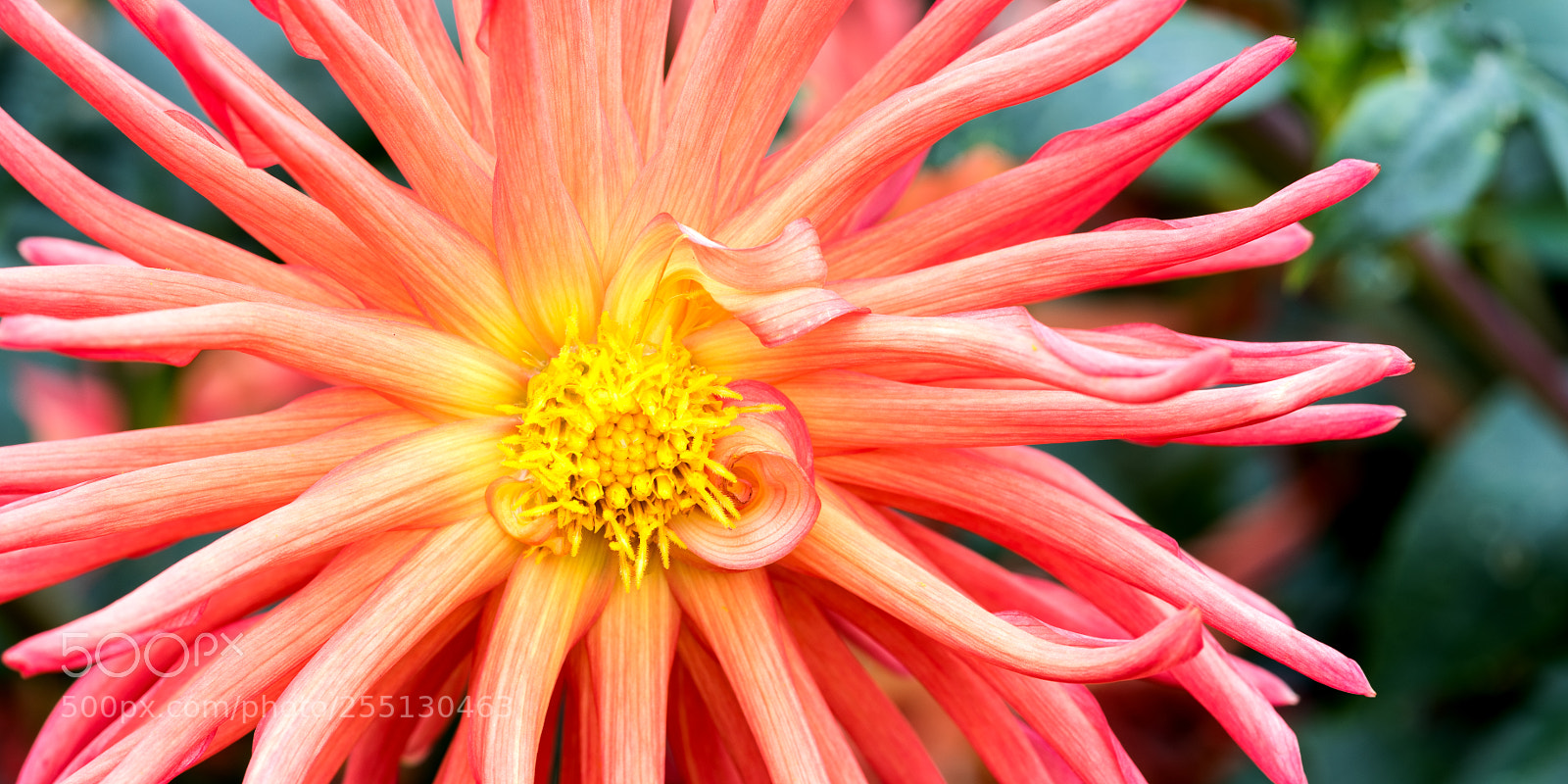Nikon D810 sample photo. Orange explosion photography