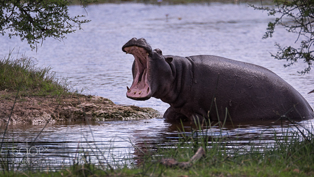 Nikon D90 sample photo. Territorial hippo photography