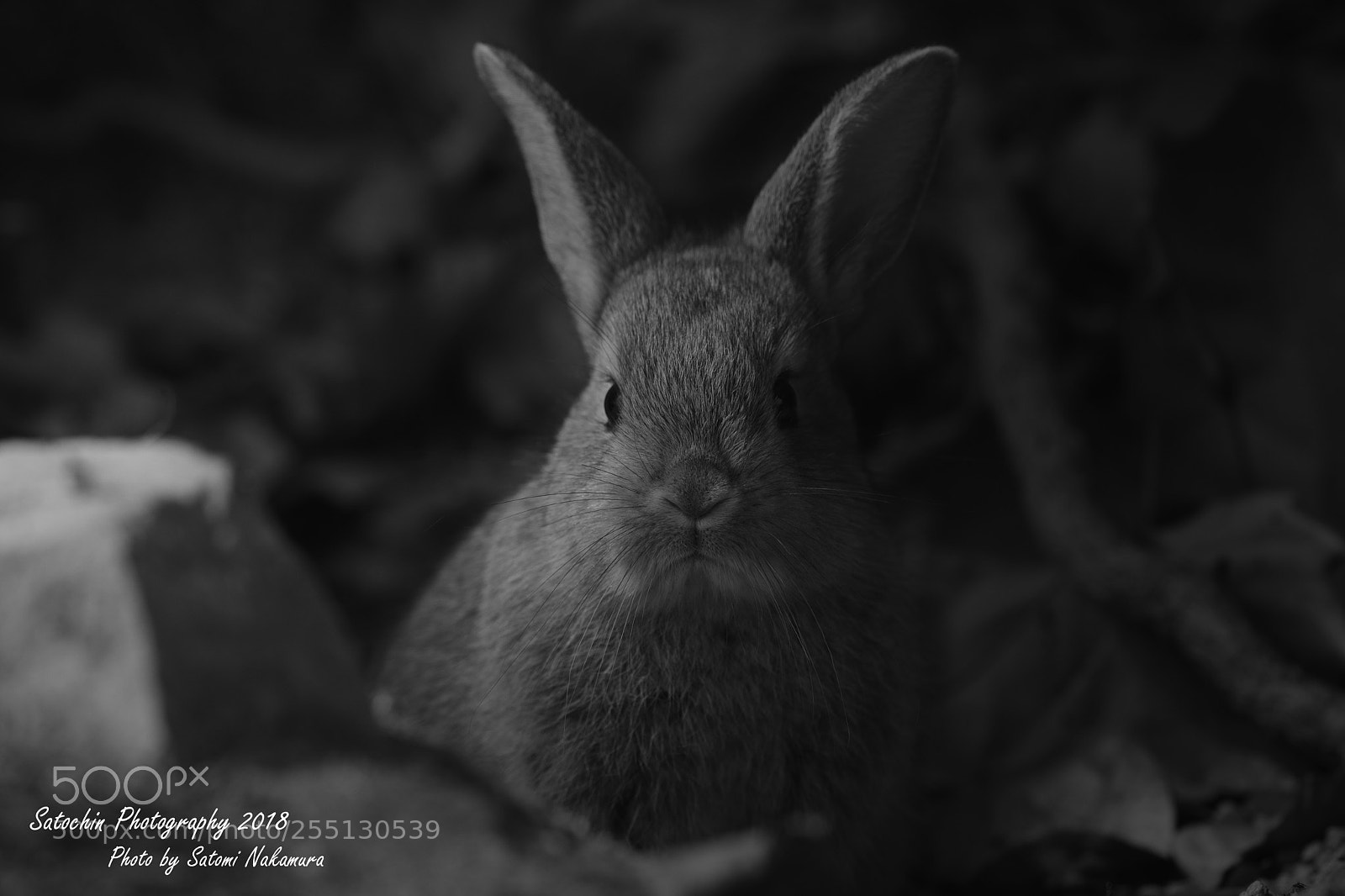 Canon EOS 7D Mark II sample photo. Prauer photography