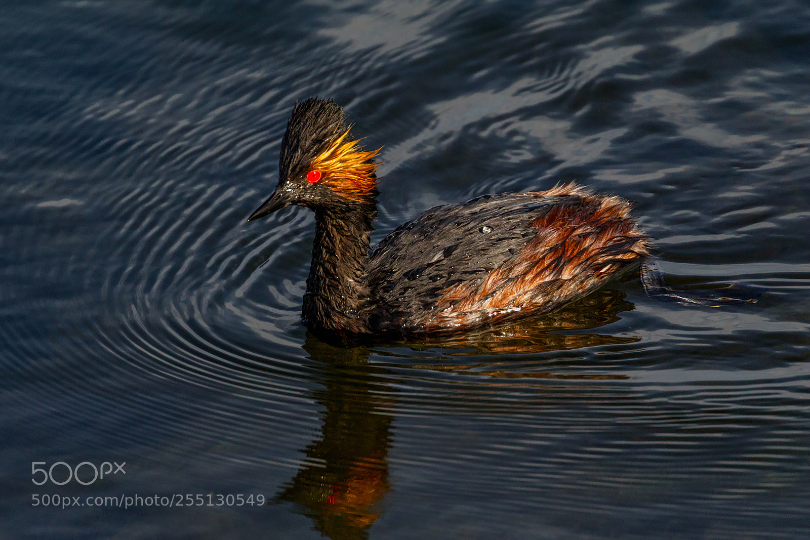 Canon EOS 7D Mark II sample photo. Eared grebe photography