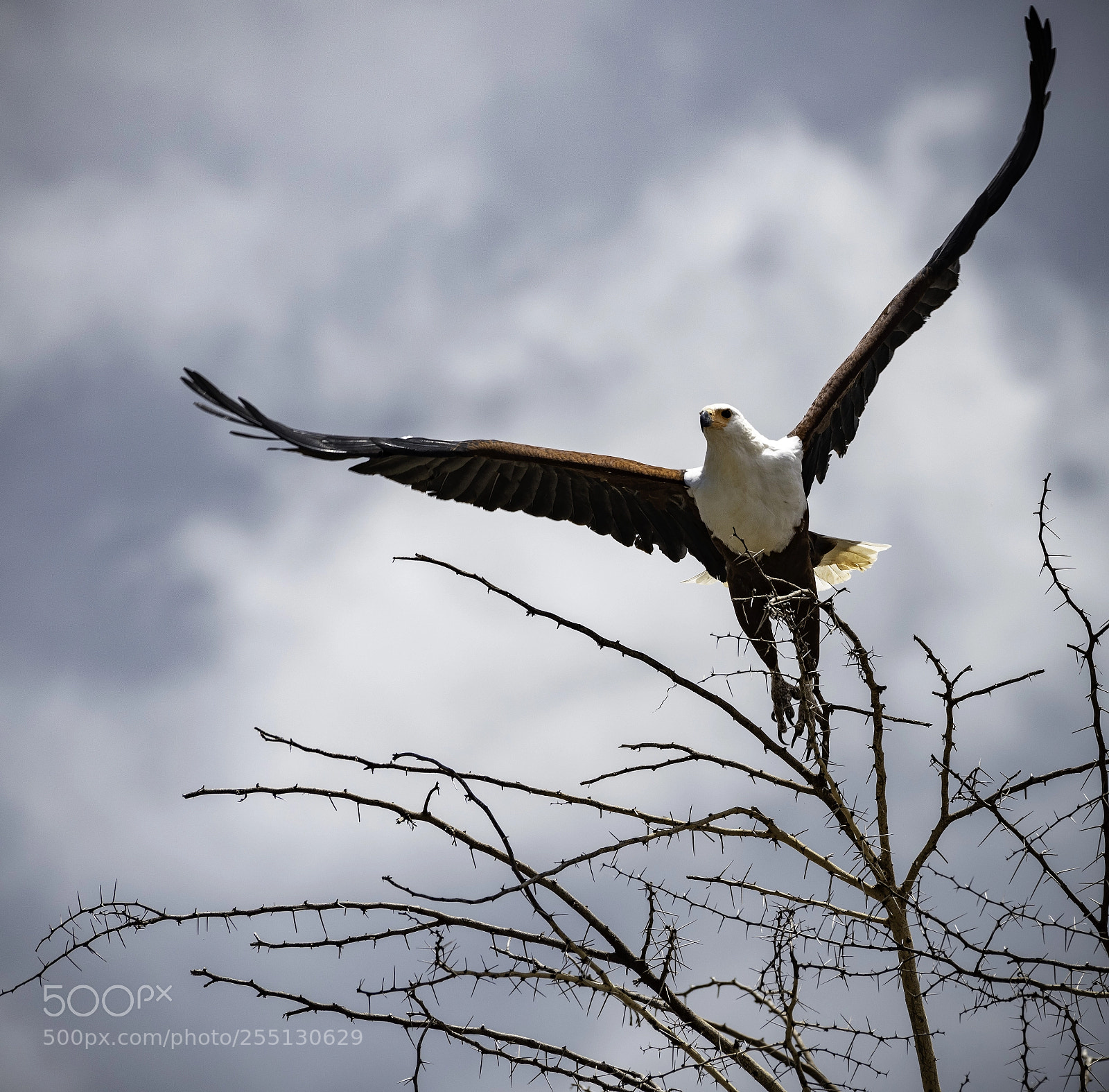 Nikon D810 sample photo. African fish eagle photography