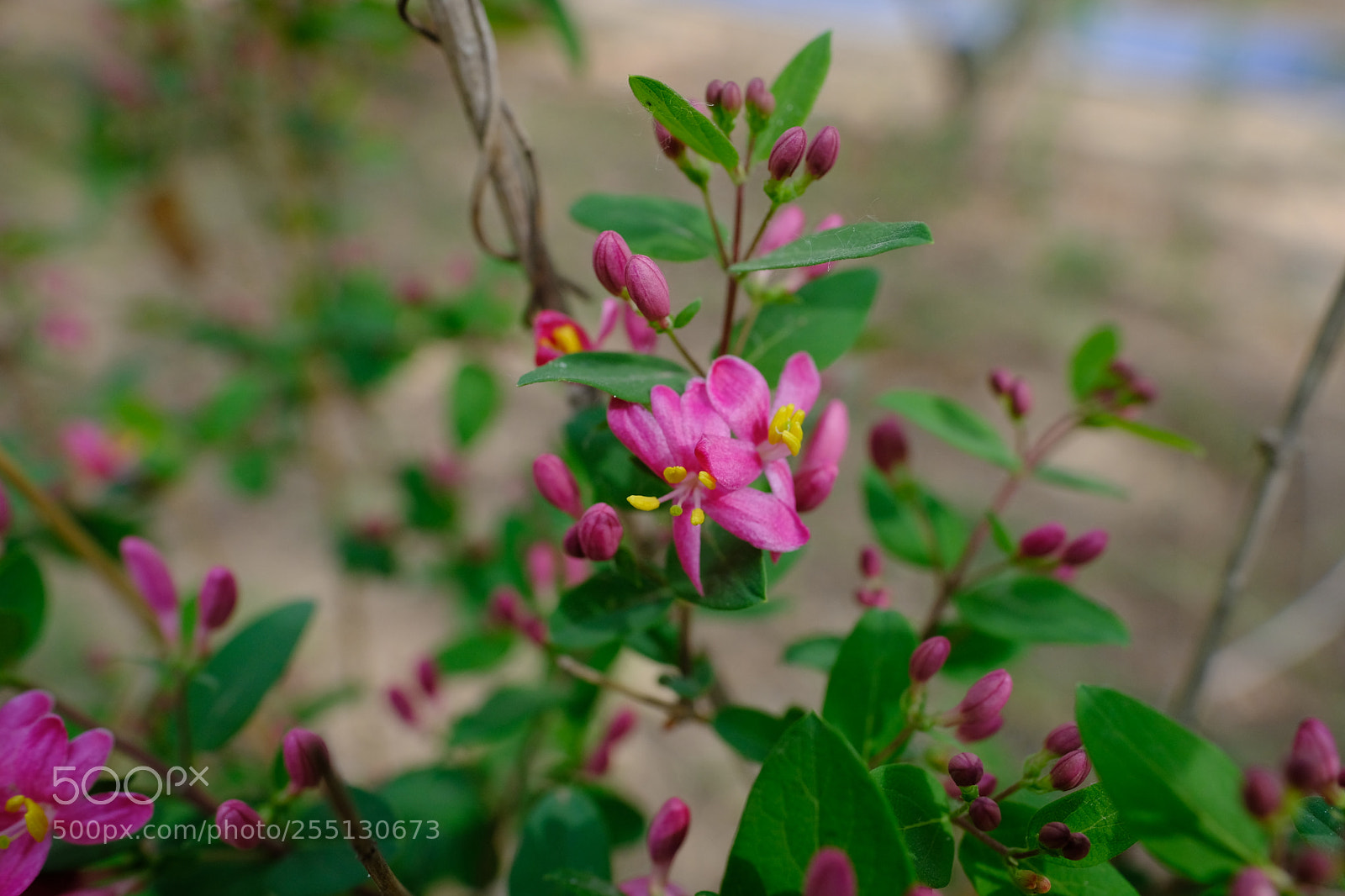 Fujifilm X-T2 sample photo. Untitled photography