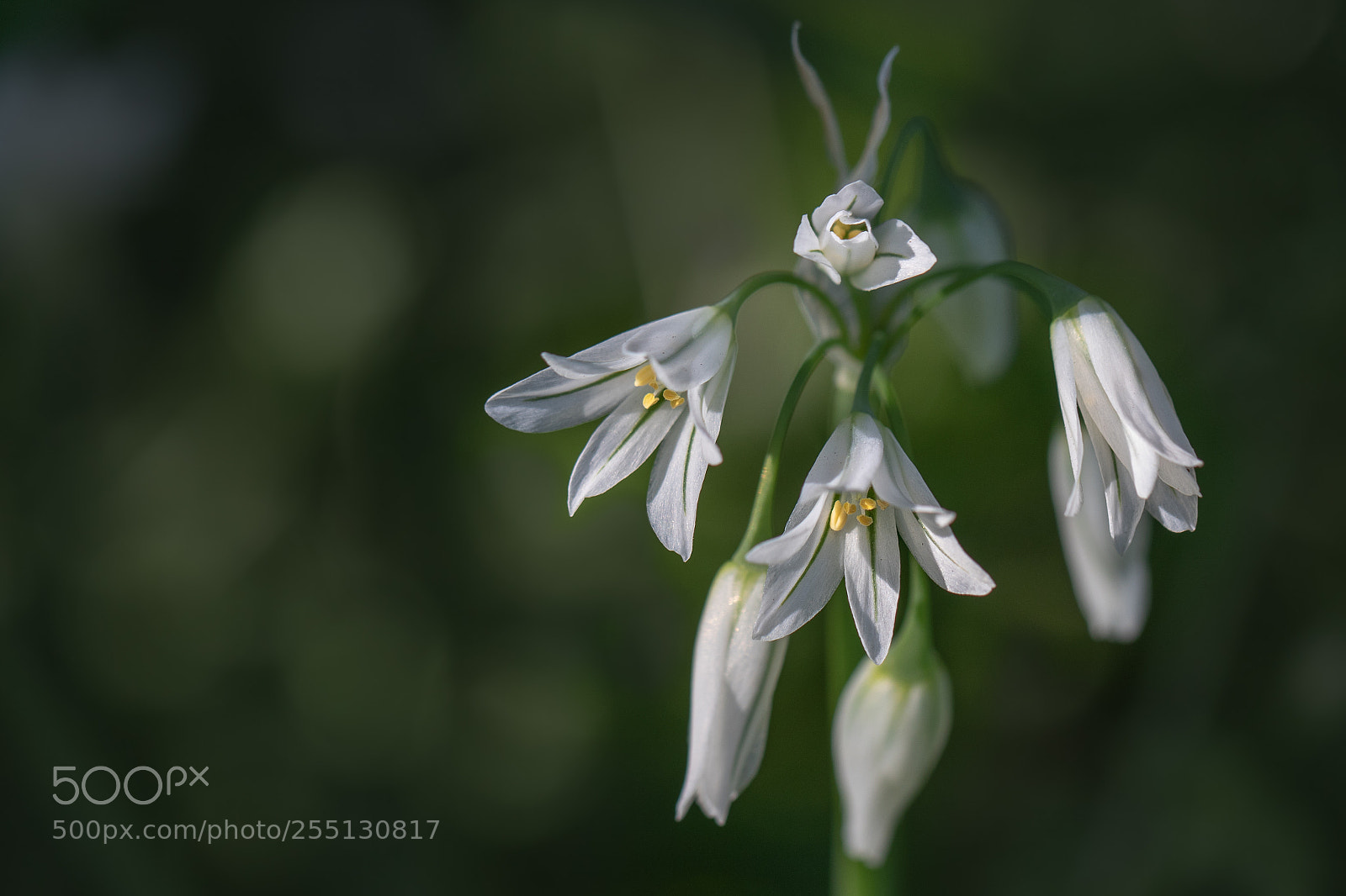 Canon EOS 7D Mark II sample photo. Only a field flower 2 photography