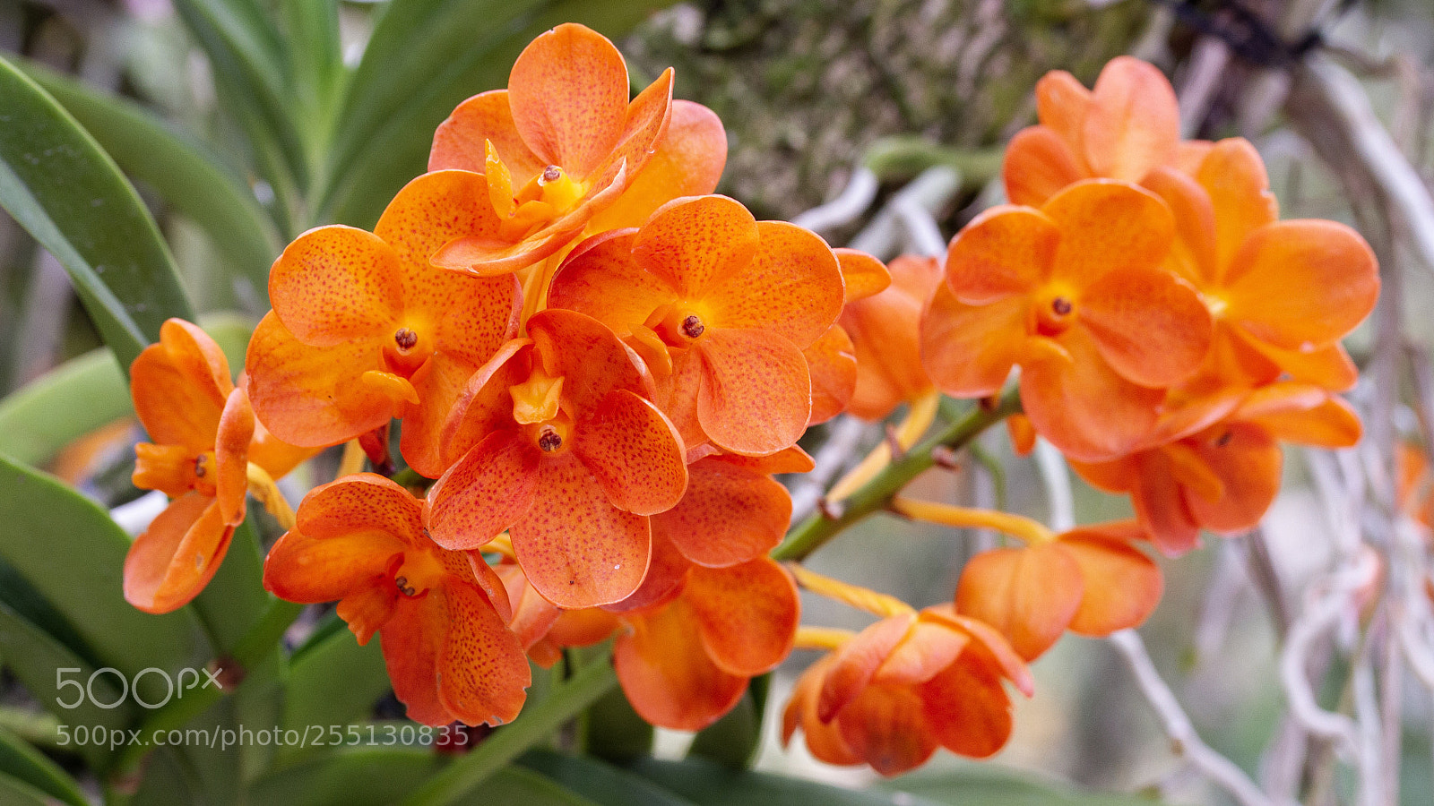 Canon EOS 7D sample photo. Orchid  photography