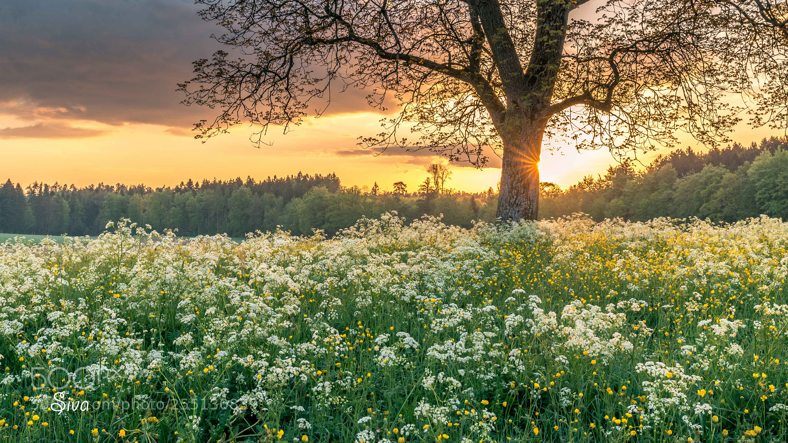 Nikon D800 sample photo. Goodmorning photography
