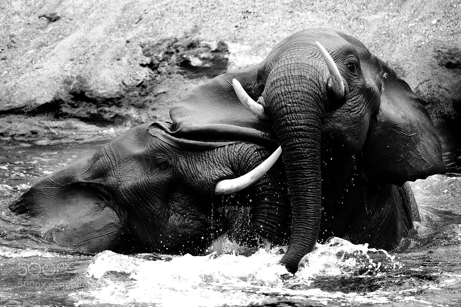 Nikon D800 sample photo. Elephants bath photography