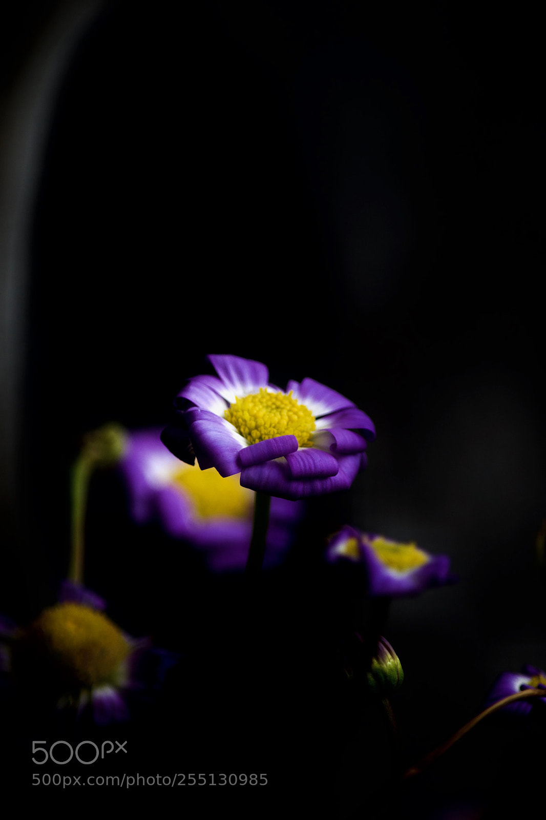 Nikon D3100 sample photo. Reach photography
