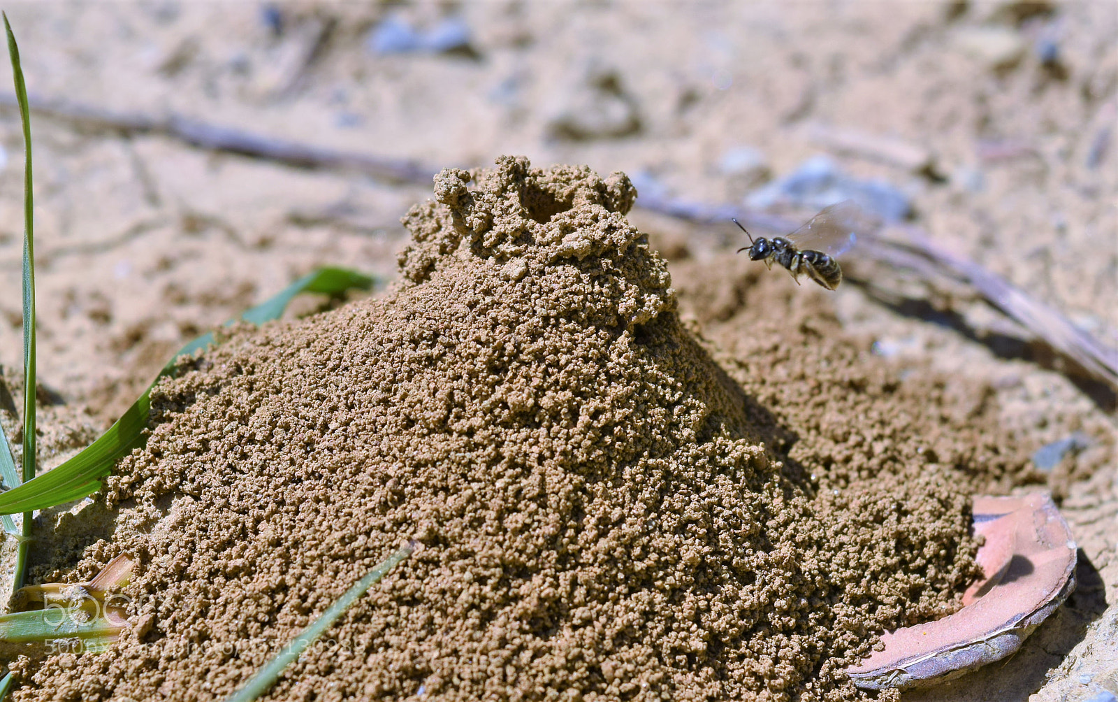 Nikon D3300 sample photo. Wasp photography