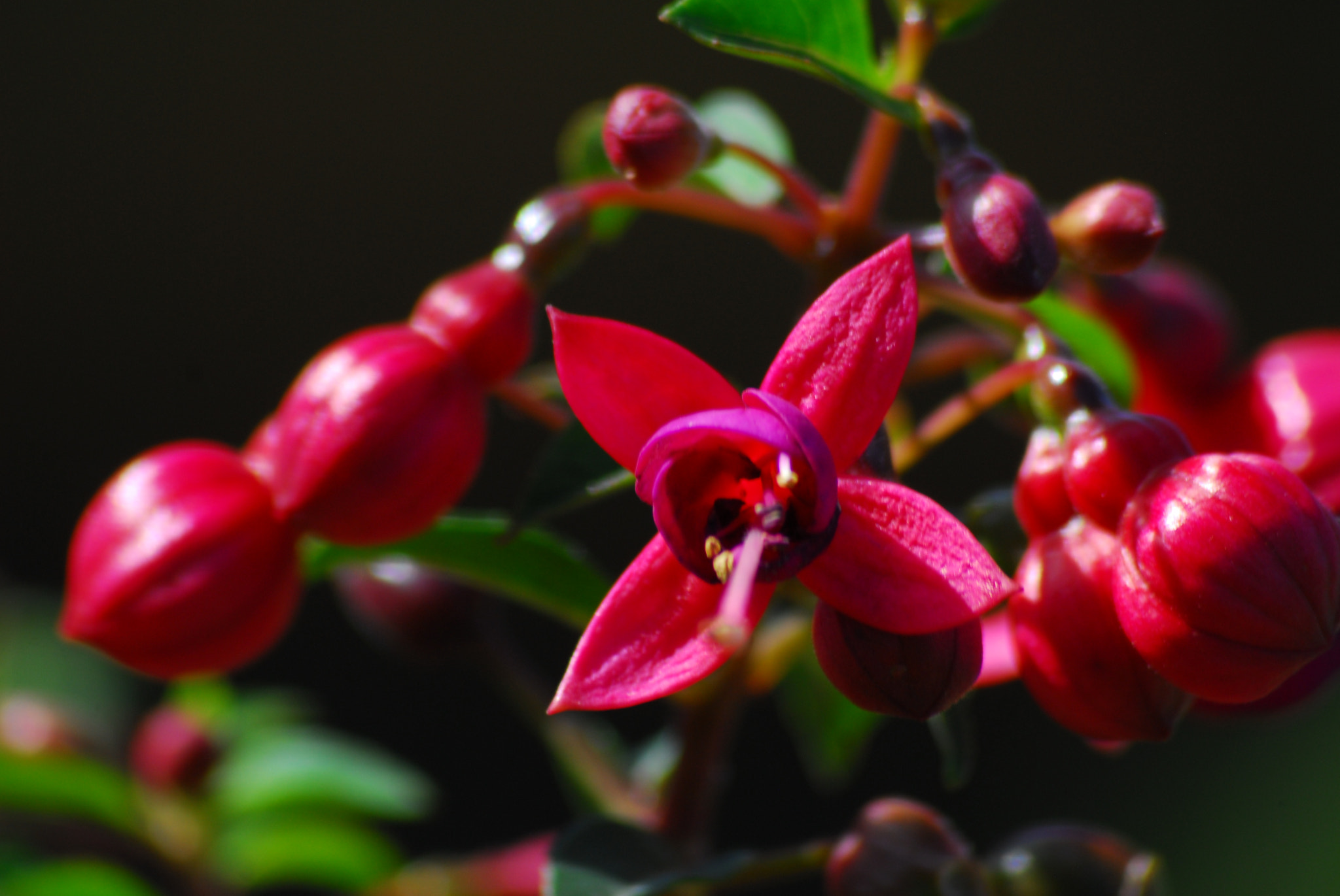 Nikon D200 sample photo. Macro flower photography