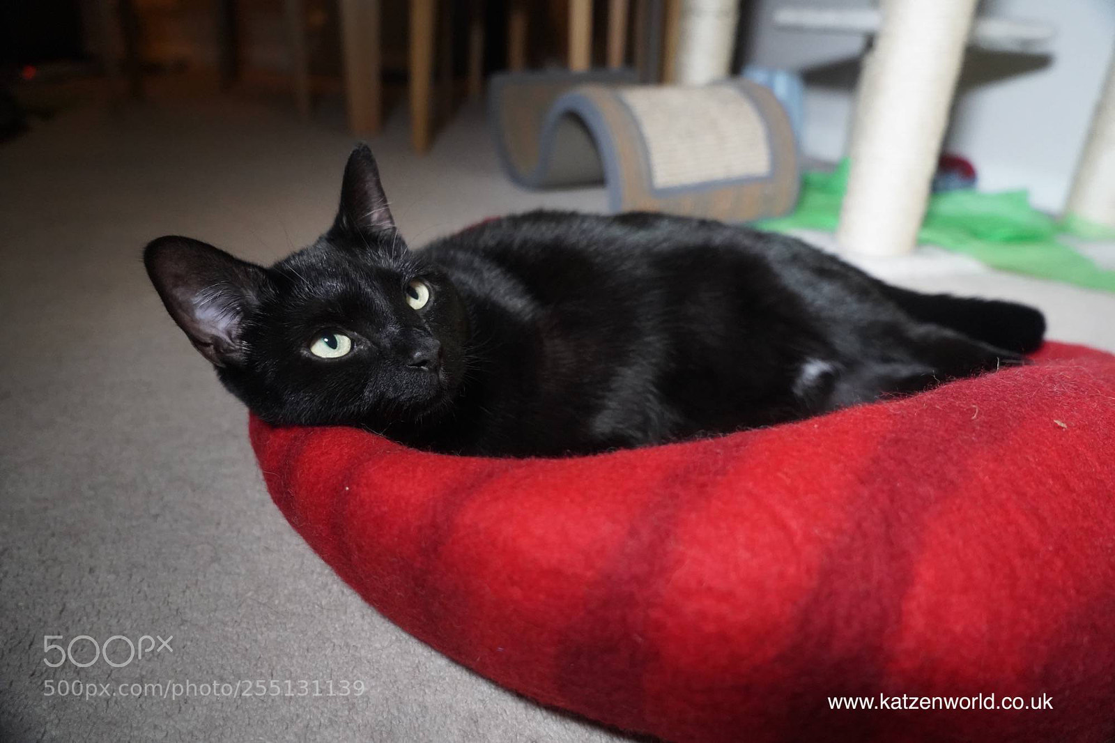 Sony a9 sample photo. Oliver nubia we look photography