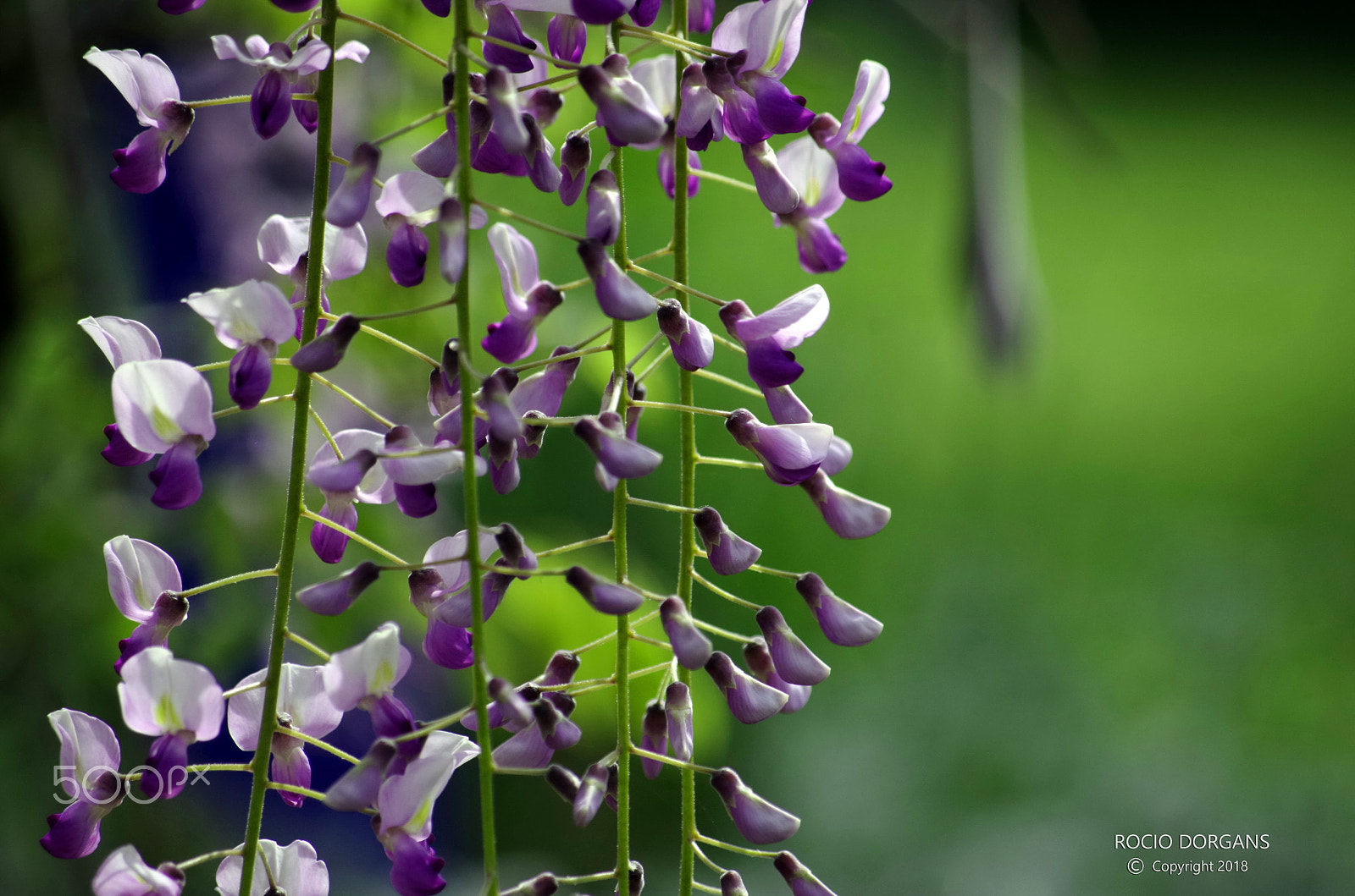 smc PENTAX-DA L 50-200mm F4-5.6 ED sample photo. Spring photography