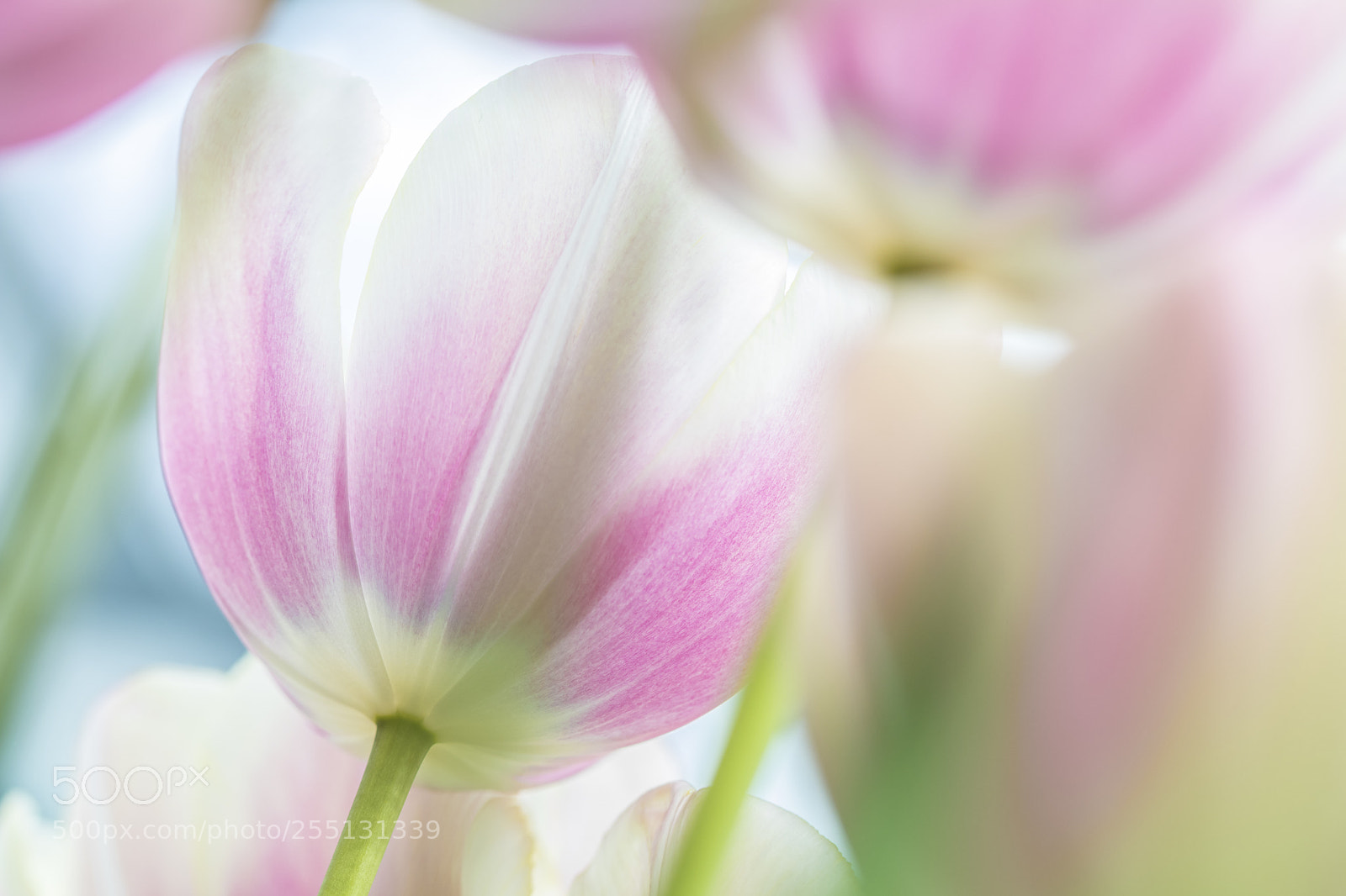Canon EOS 80D sample photo. Tulips photography