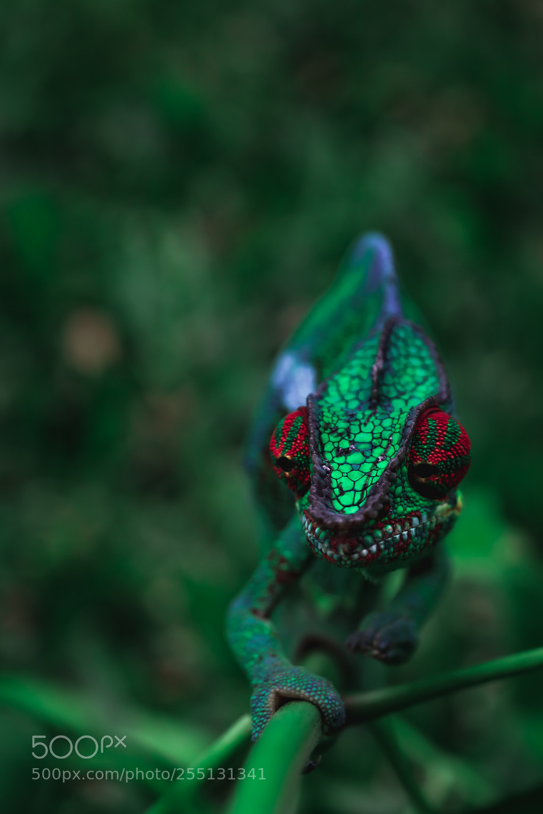 Canon EOS 5DS R sample photo. Ready for attack photography