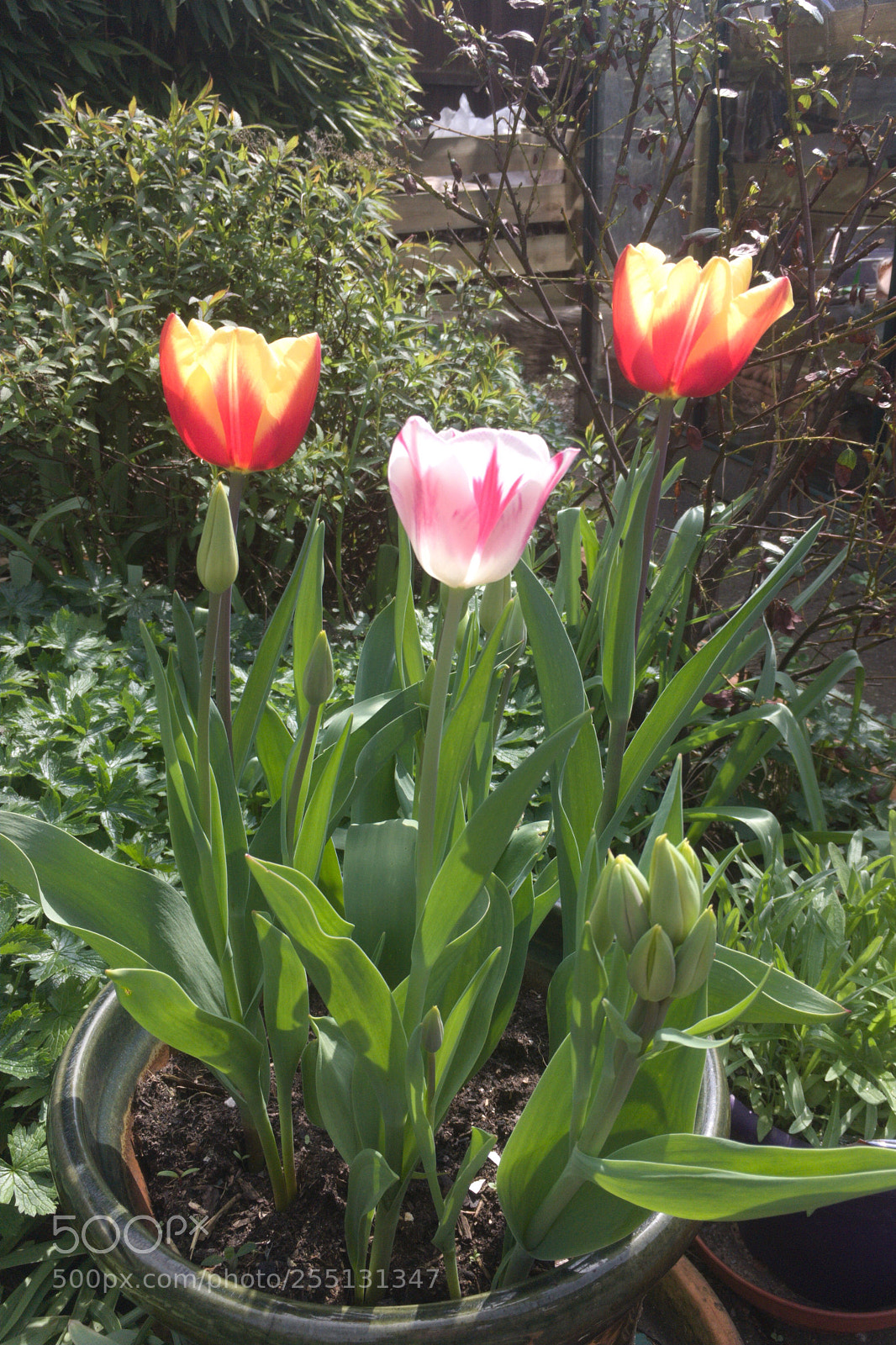 Apple iPhone SE sample photo. Tulips photography