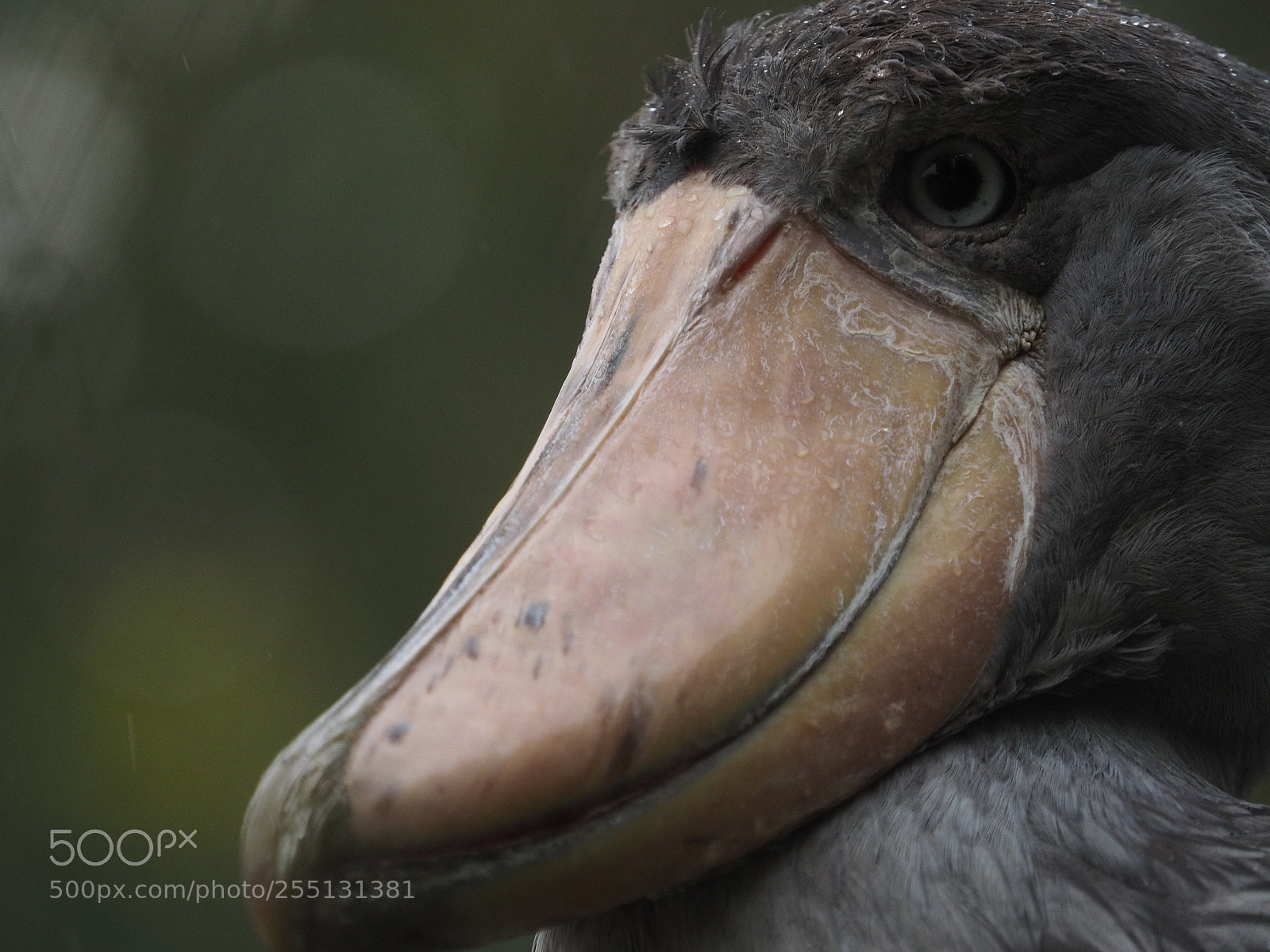 Olympus OM-D E-M1 sample photo. Shoebill photography
