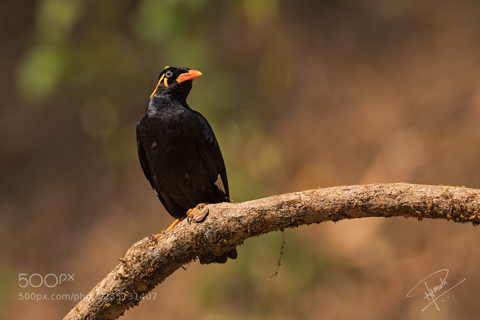 Canon EOS 5D Mark IV sample photo. Hillmyna photography