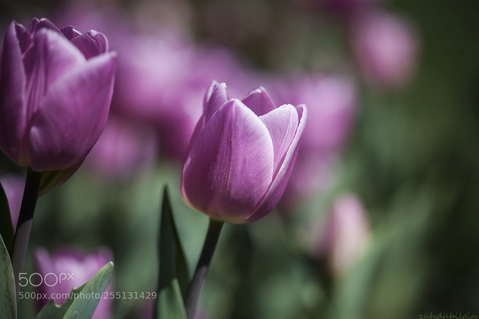 Canon EOS 5D Mark II sample photo. Pink tulips photography