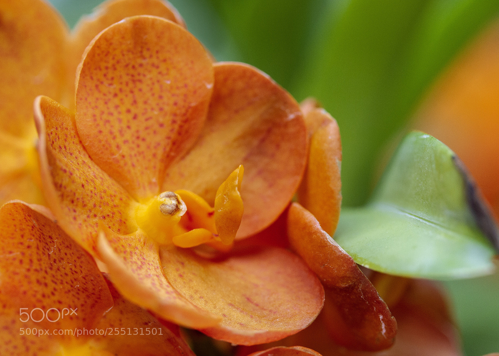Canon EOS 7D sample photo. Orchid photography