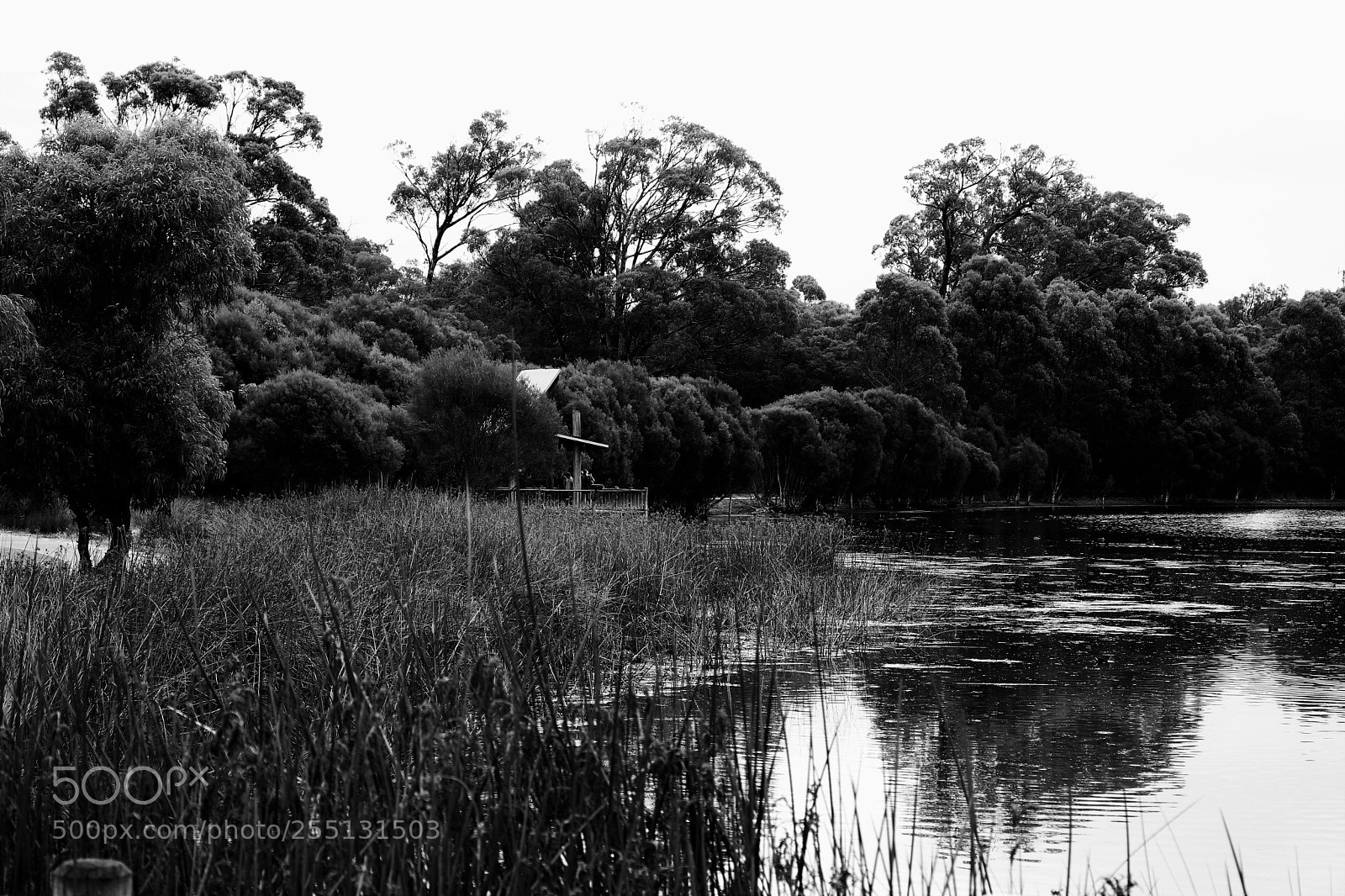 Canon EOS 80D sample photo. Along the reeds  photography