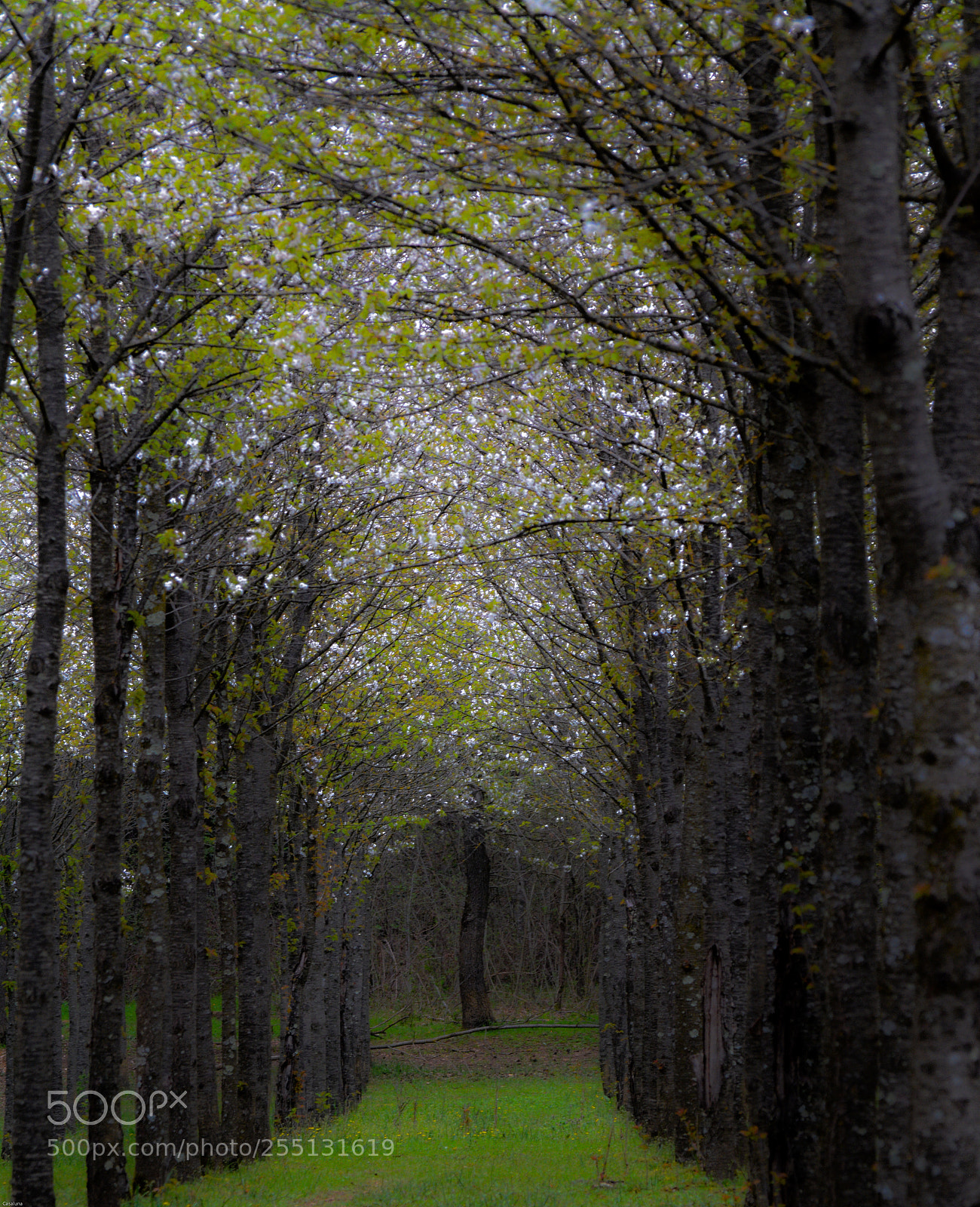 Nikon D5200 sample photo. Down the alley photography