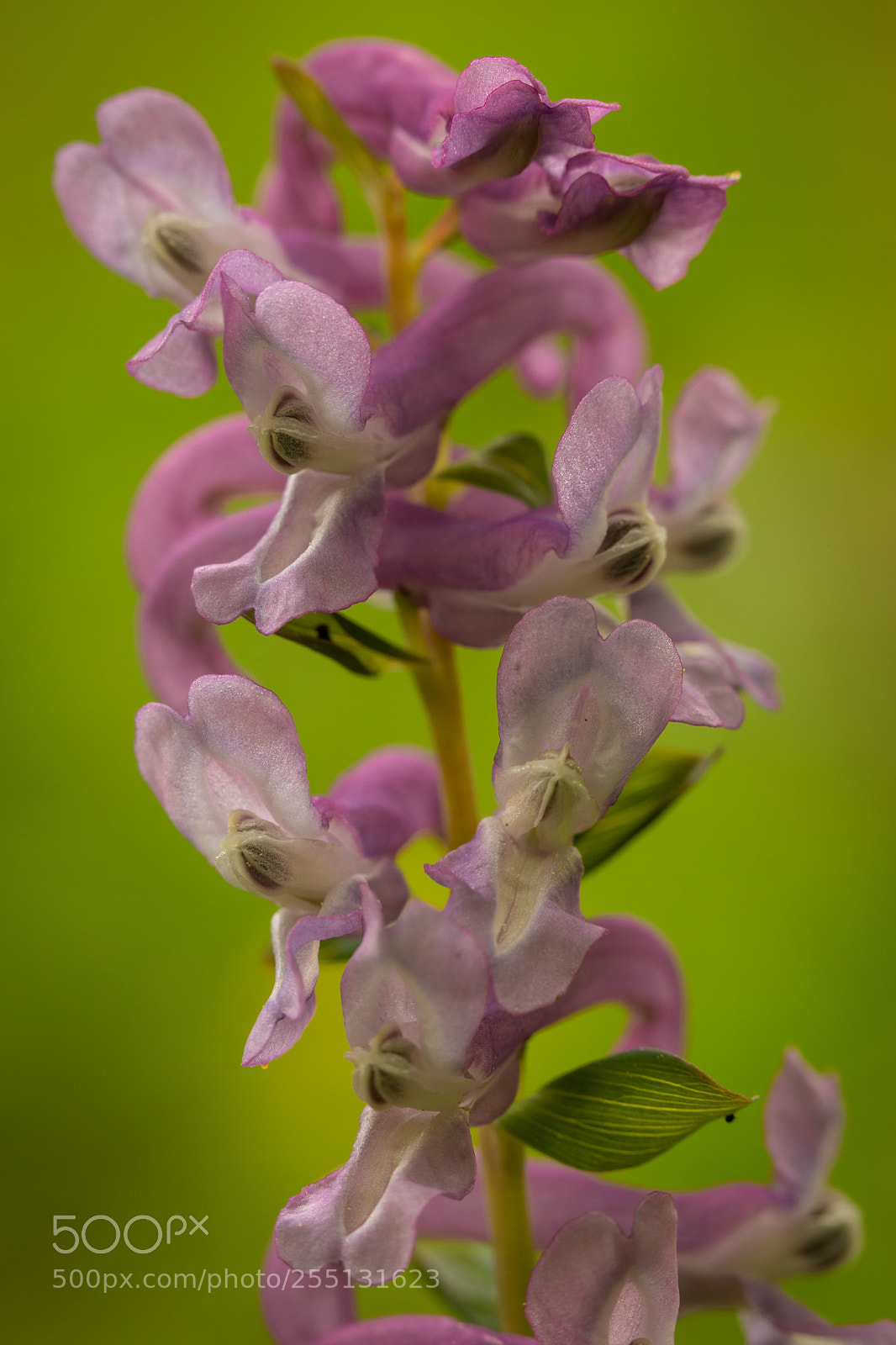Canon EOS 5D Mark IV sample photo. Forrest flower photography