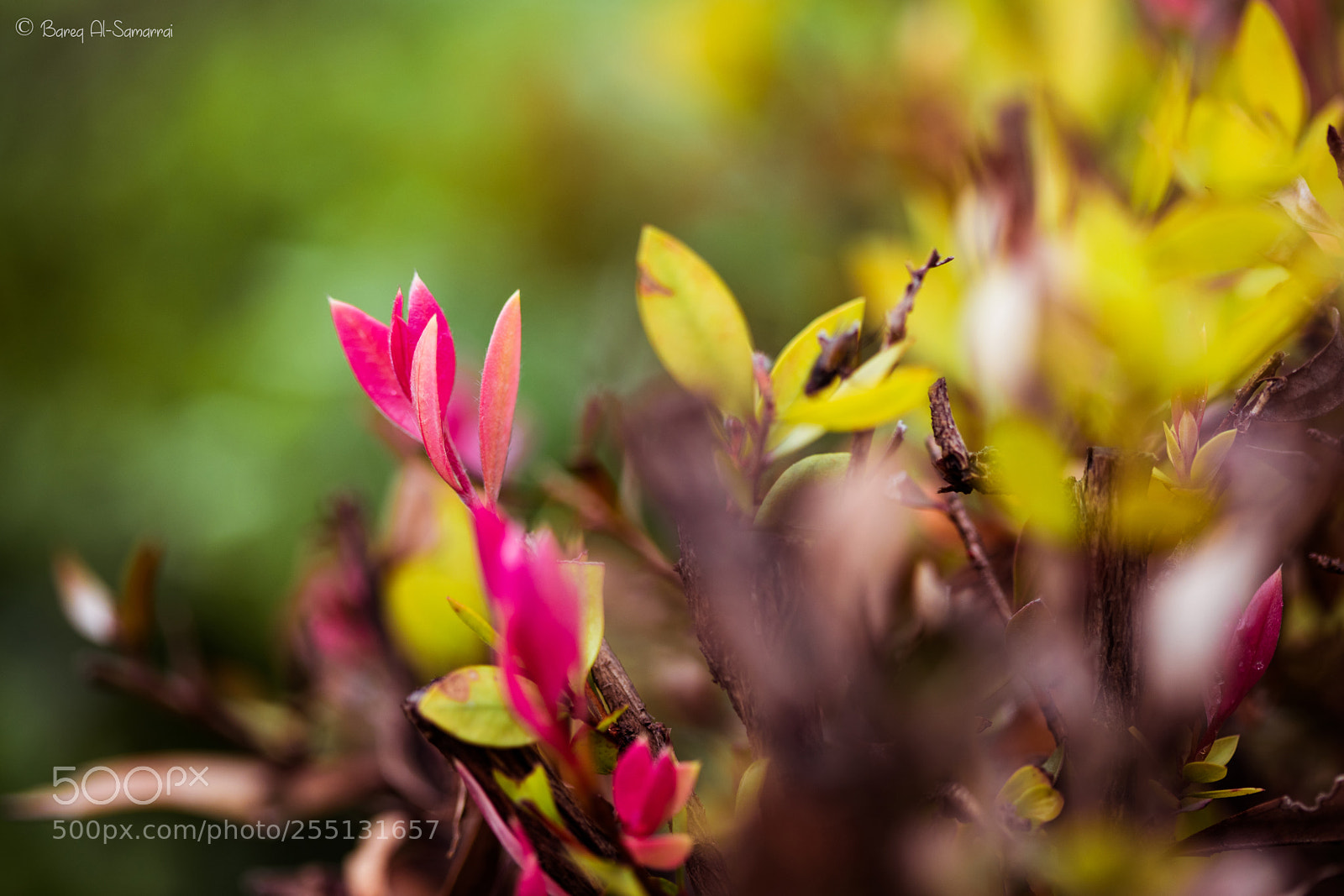 Canon EOS 5D Mark IV sample photo. Nobody can destroy your photography