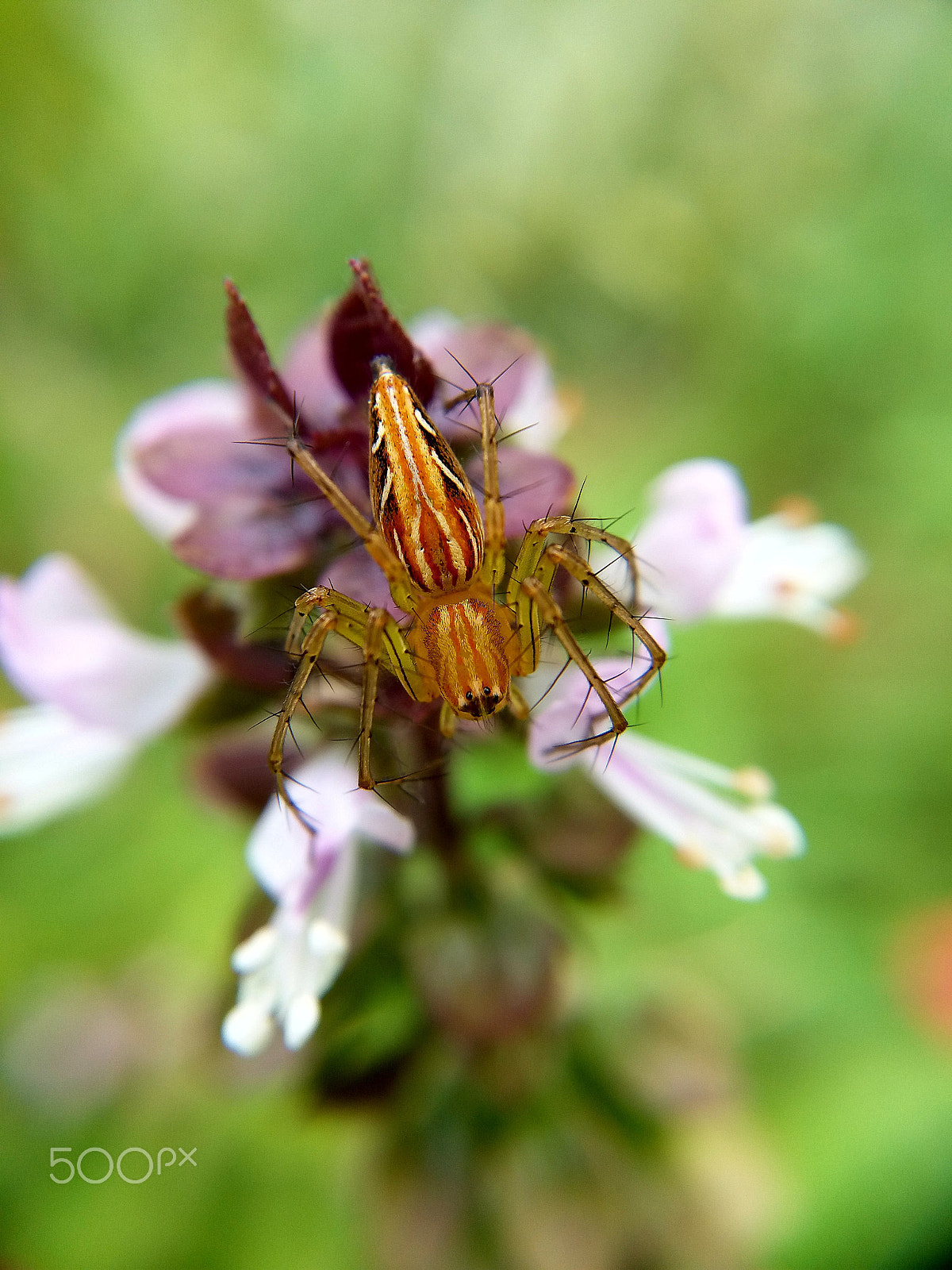 Samsung Galaxy A9 Pro sample photo. Thorns spider on basil flower photography