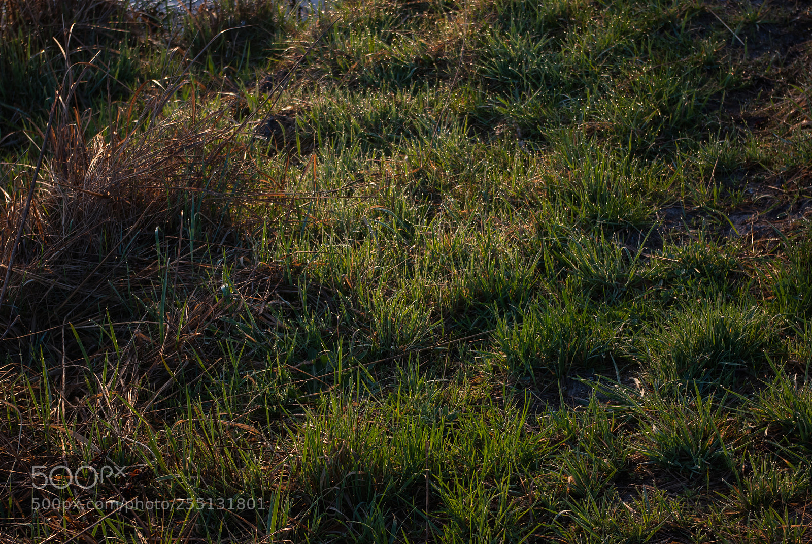 Pentax K10D sample photo. Morning dew photography