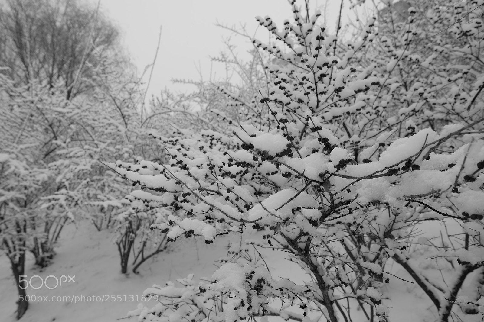 Fujifilm X-T2 sample photo. Untitled photography