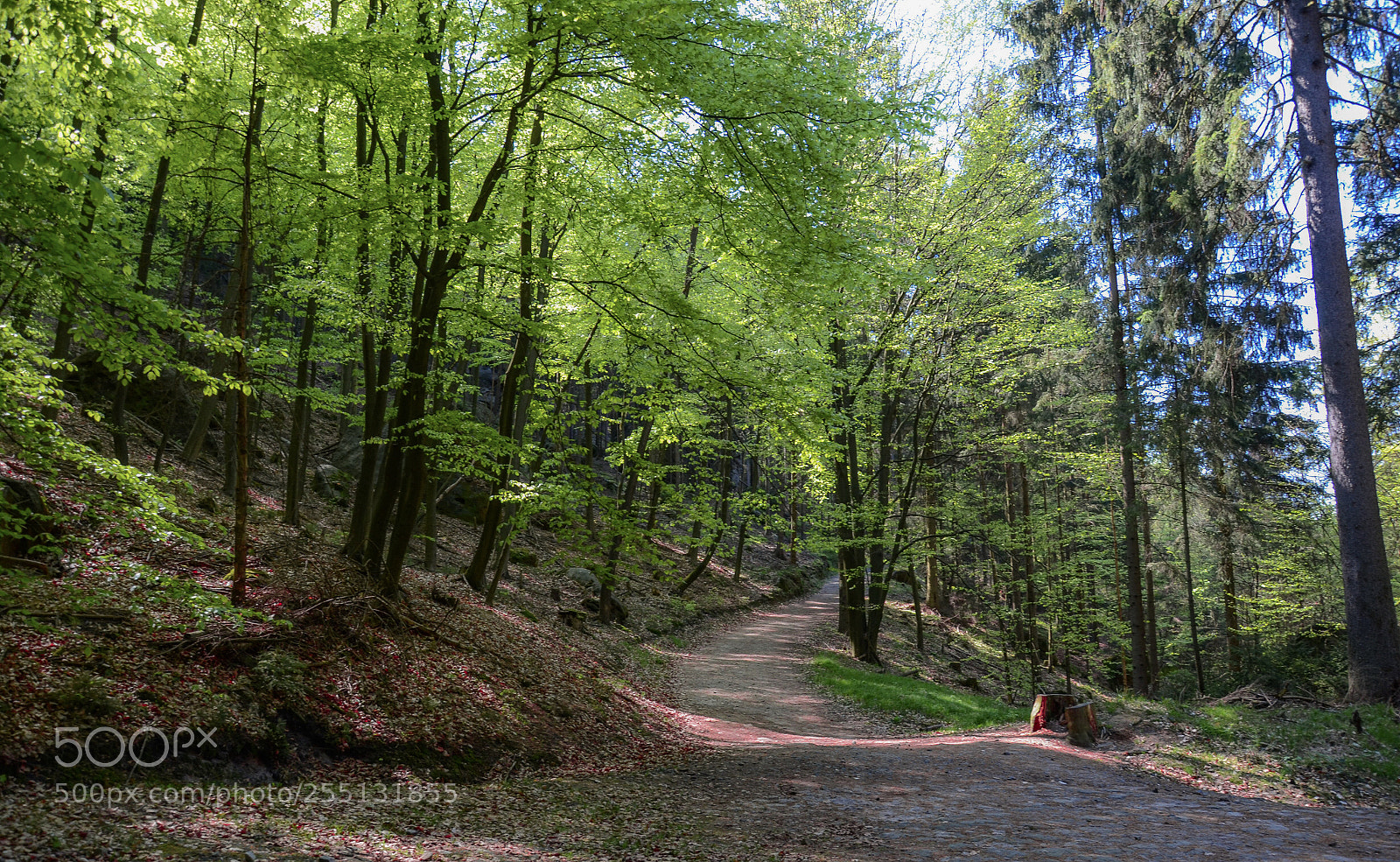 Nikon D7000 sample photo. Forest photography