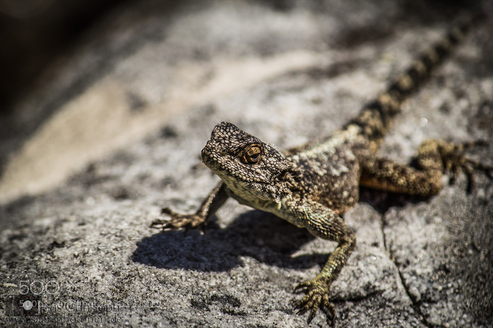 Canon EOS 550D (EOS Rebel T2i / EOS Kiss X4) sample photo. Table mountain gecko photography