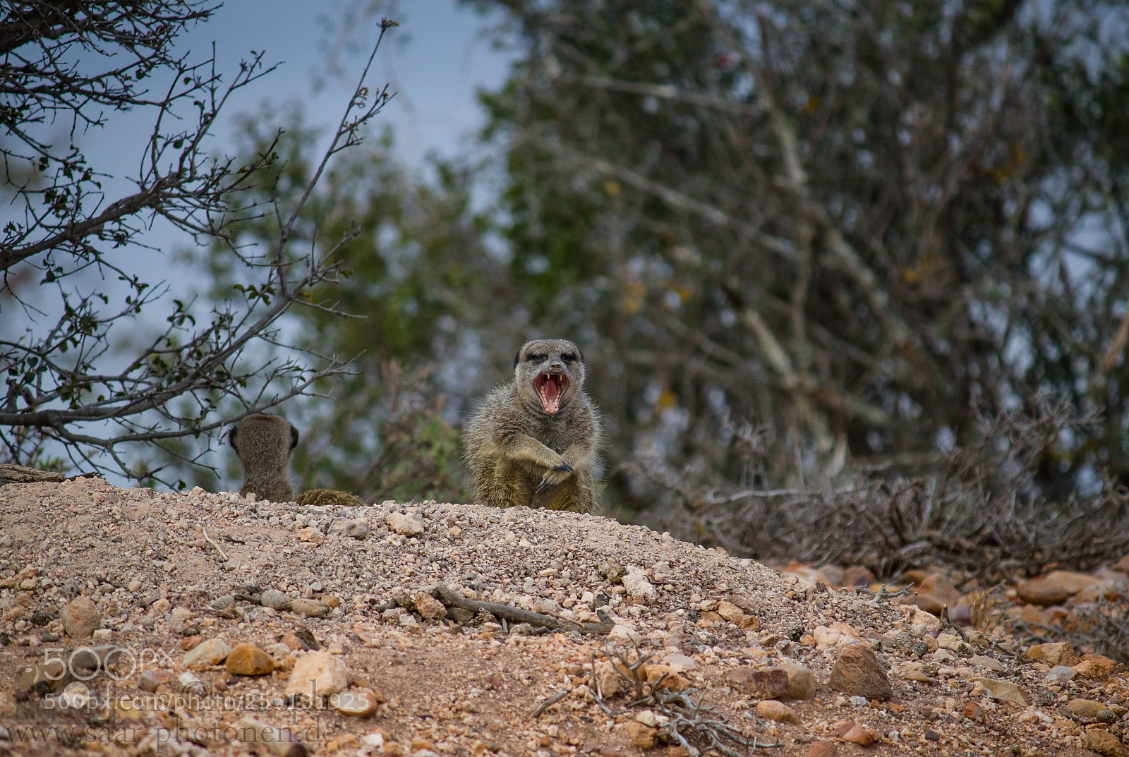 Canon EOS 550D (EOS Rebel T2i / EOS Kiss X4) sample photo. Yawning meerkat photography