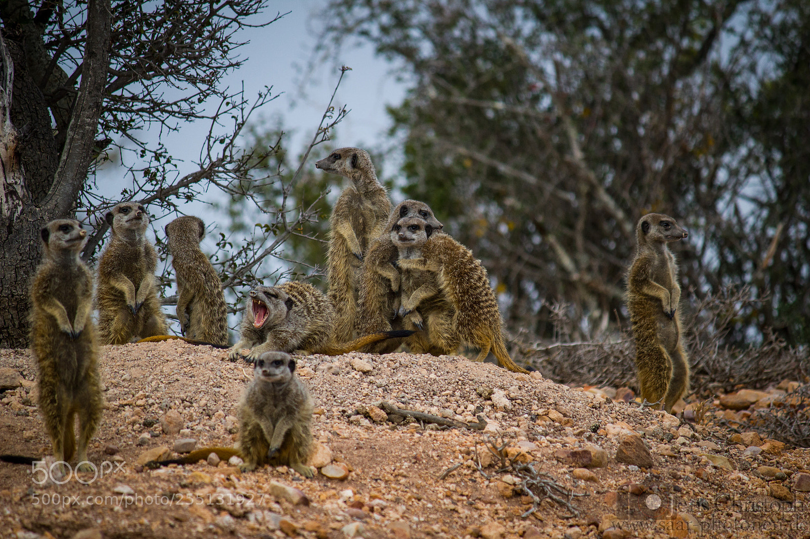 Canon EOS 550D (EOS Rebel T2i / EOS Kiss X4) sample photo. Meerkat family awaking photography