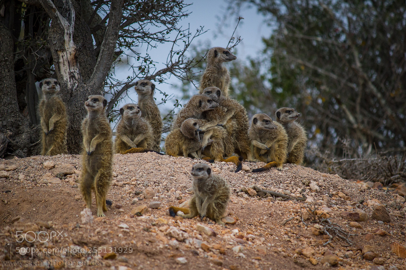 Canon EOS 550D (EOS Rebel T2i / EOS Kiss X4) sample photo. Meerkat family photography