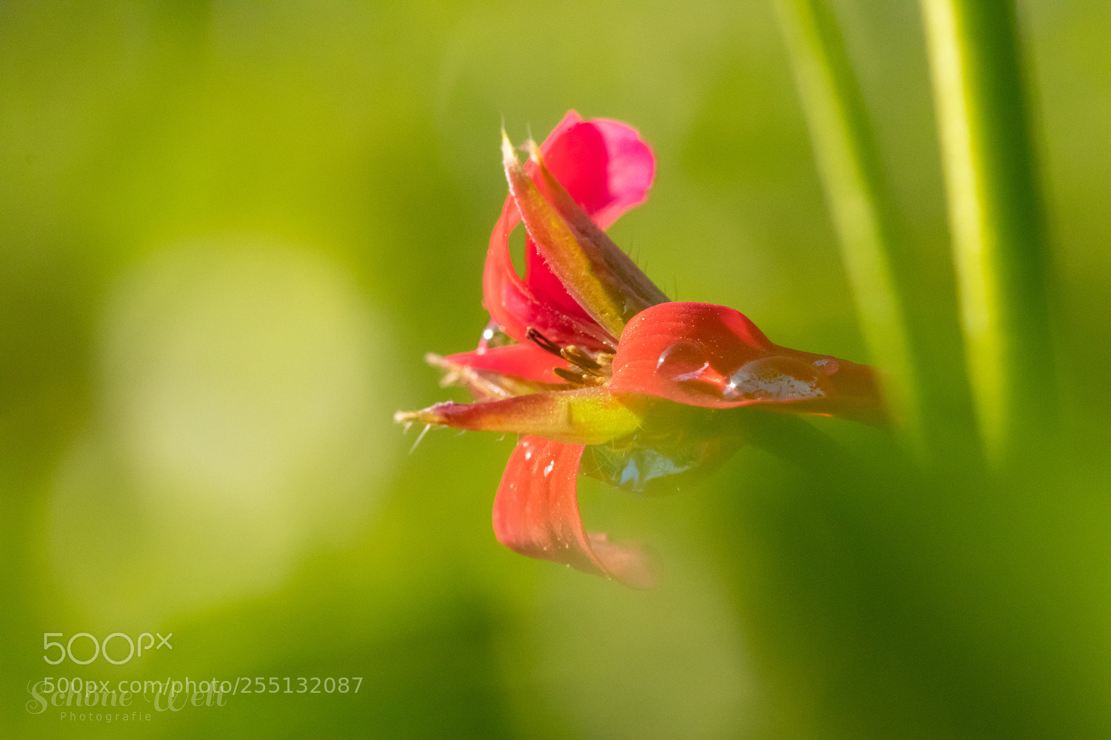 Canon EOS 80D sample photo. Rot photography