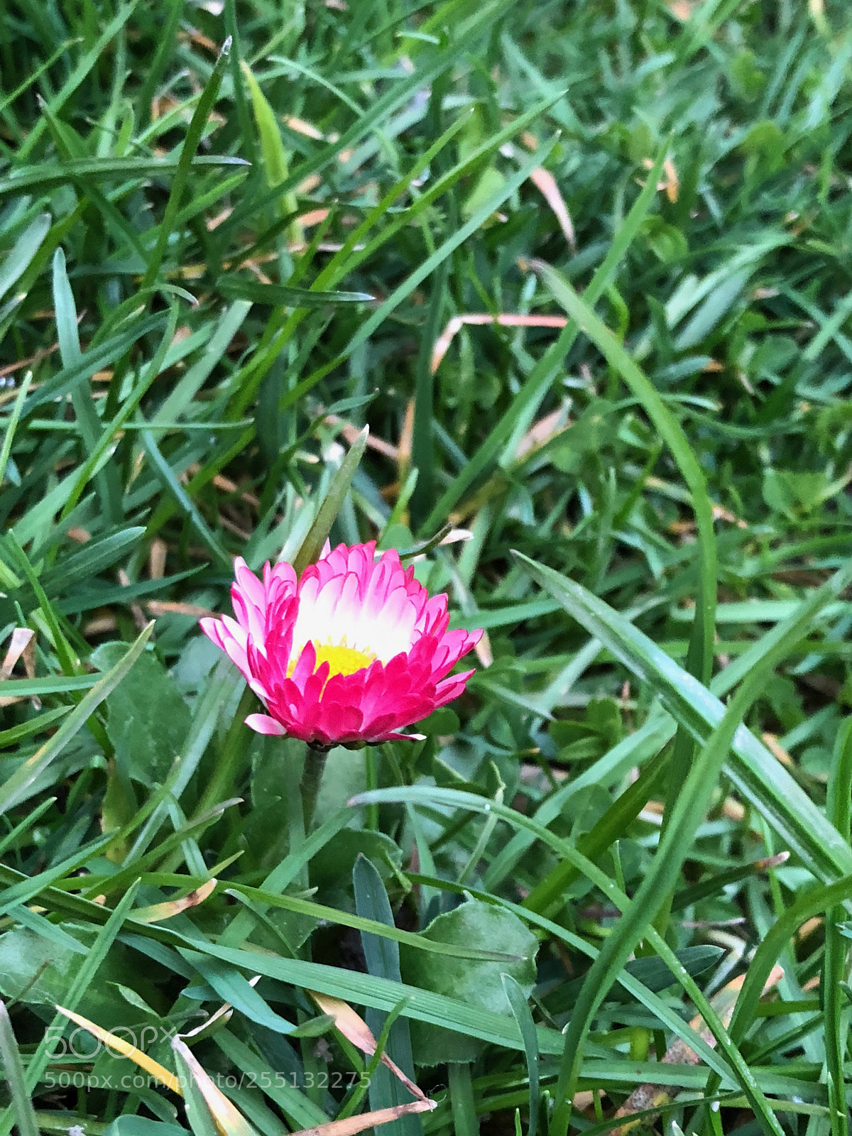 Apple iPhone X sample photo. Img photography
