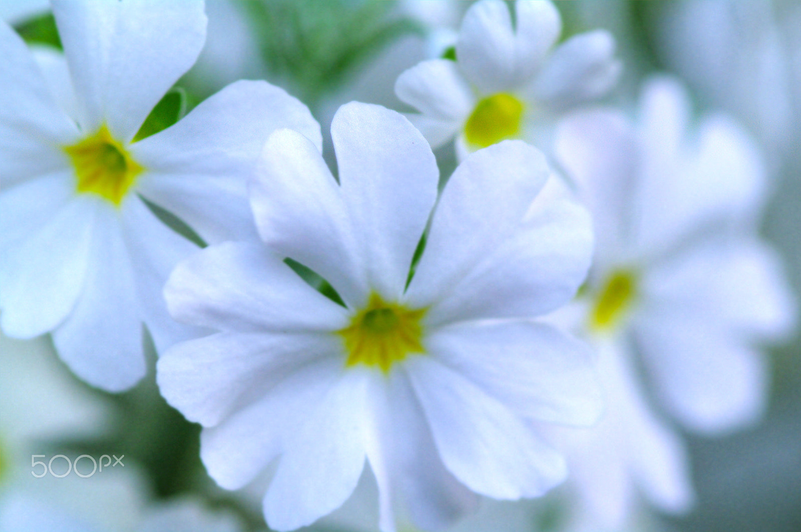 Pentax K-7 sample photo. Primulas photography