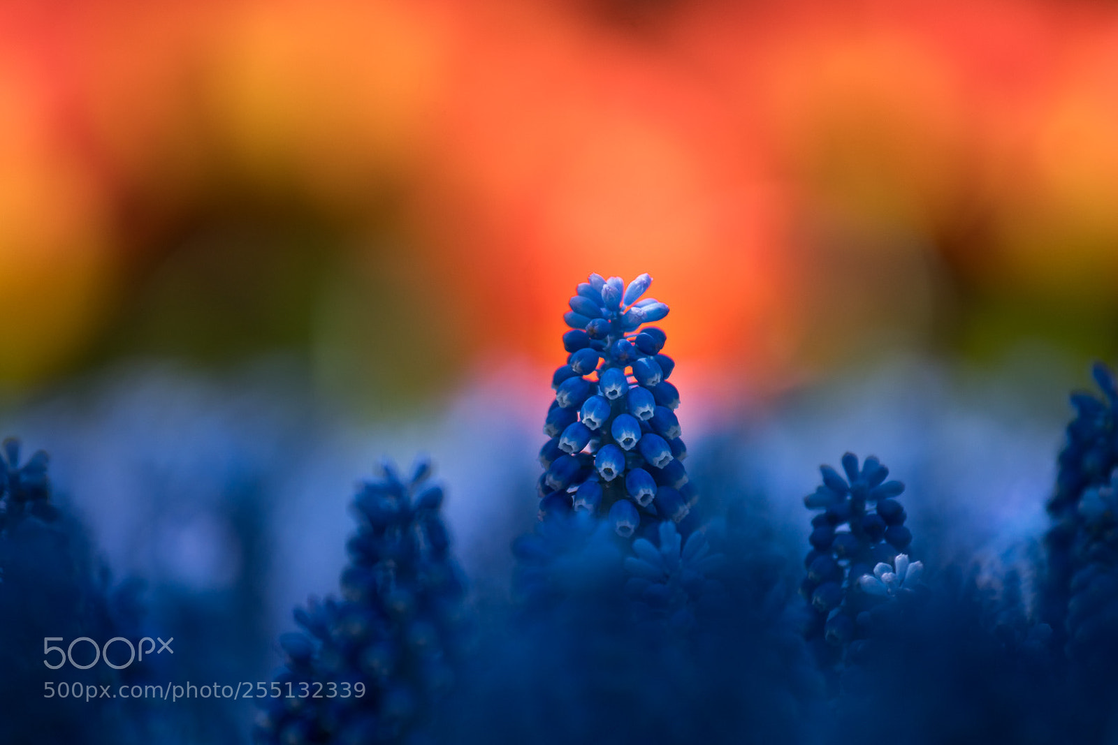 Sony a7R II sample photo. Burning blue photography
