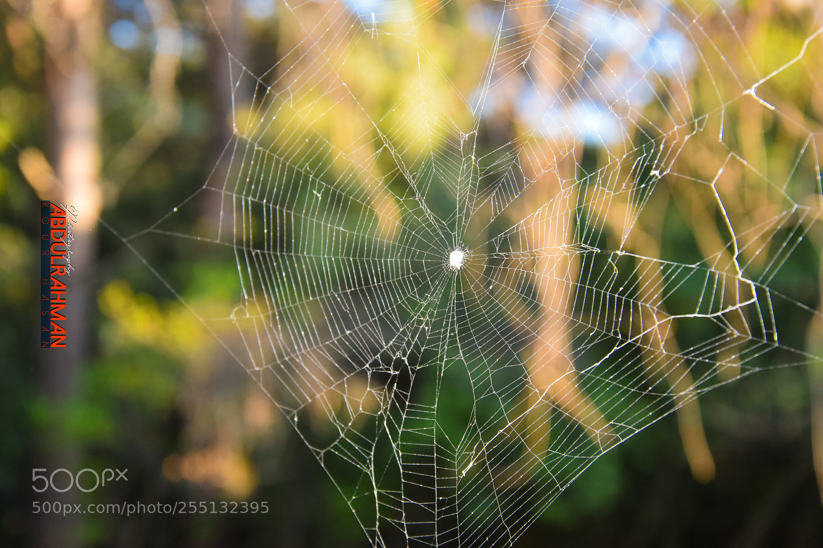 Nikon D5300 sample photo. The spider's nest photography