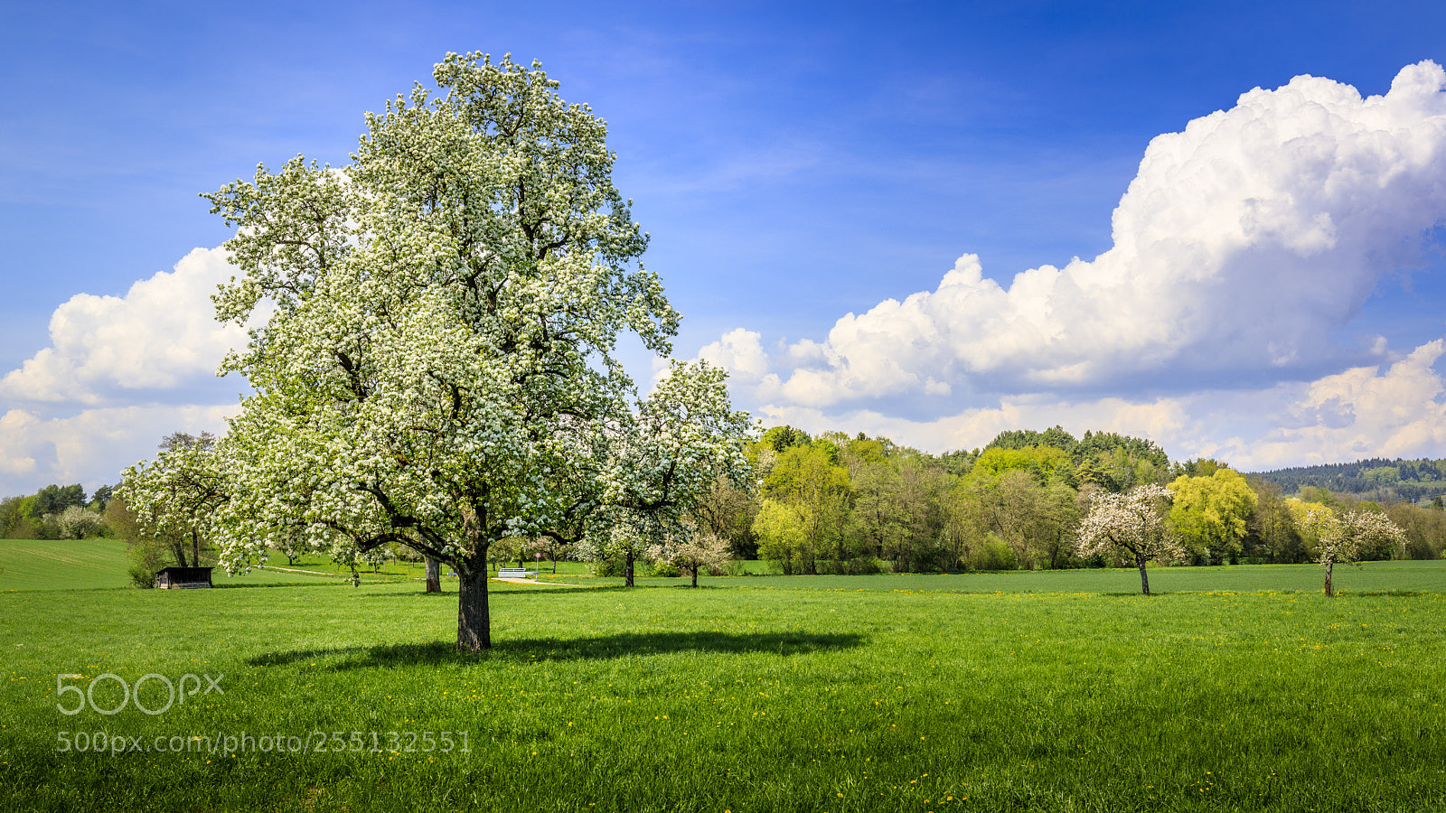 Canon EOS 5D Mark IV sample photo. Frühling photography