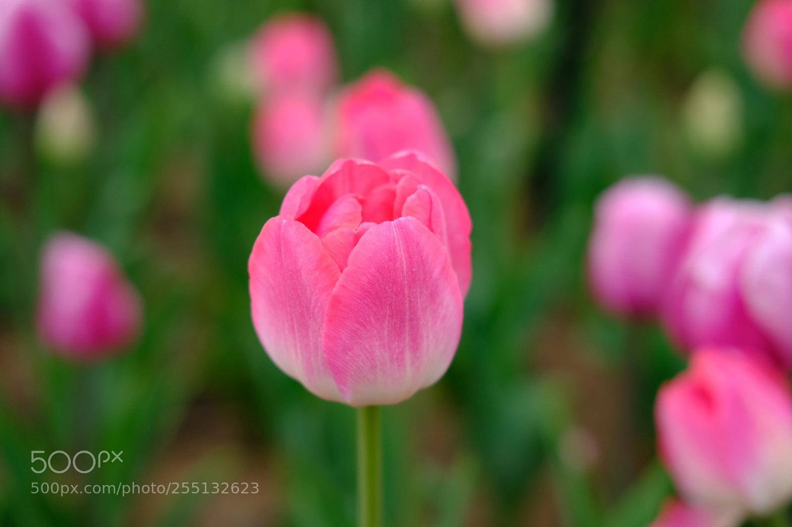 Fujifilm X-T2 sample photo. Untitled photography