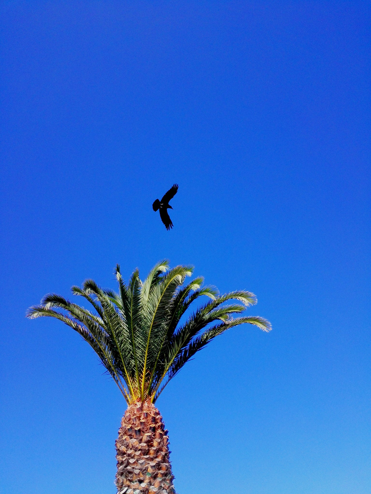 HUAWEI P7-L10 sample photo. Palm tree photography