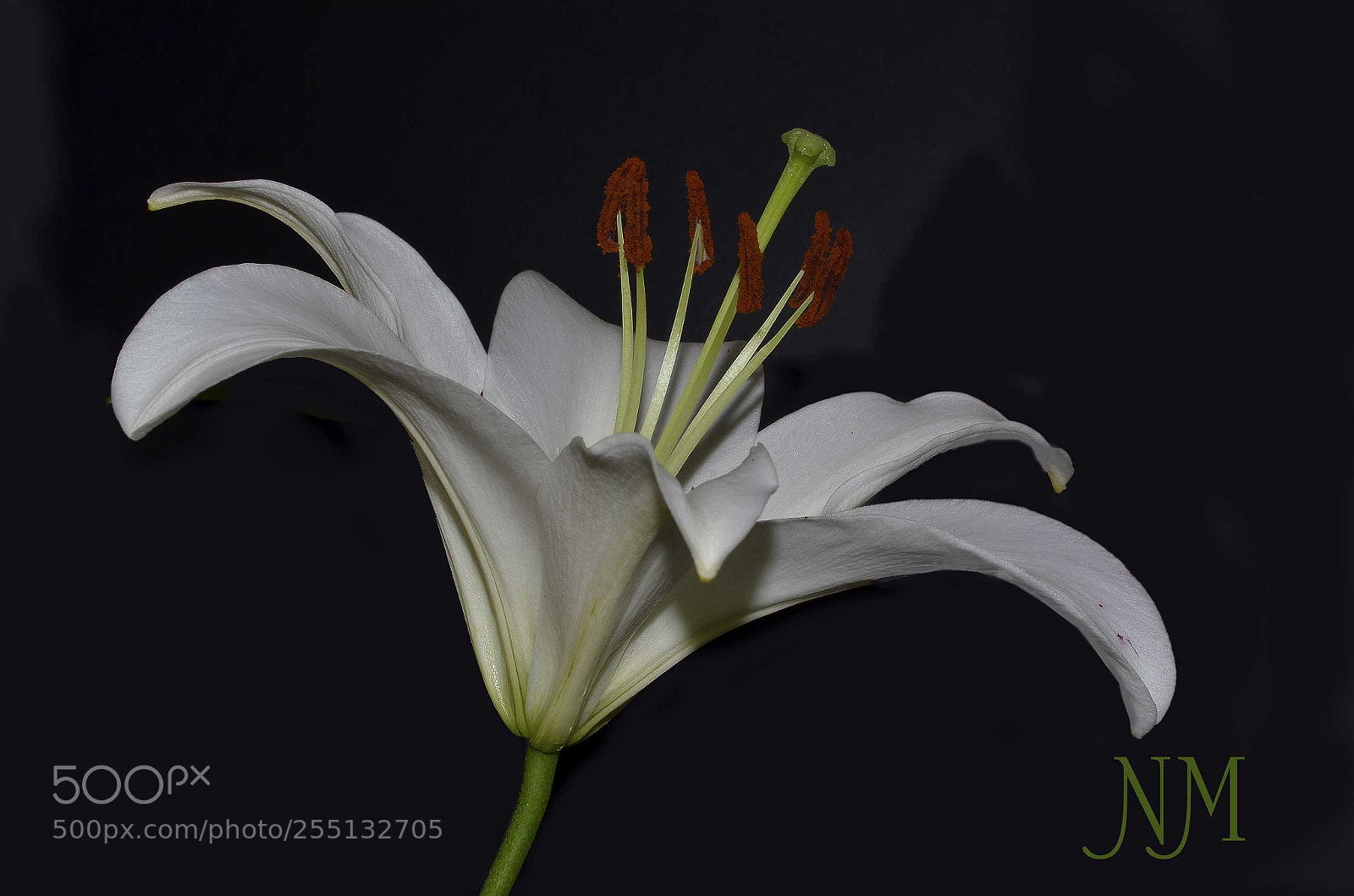 Nikon D5100 sample photo. Lily-black background photography
